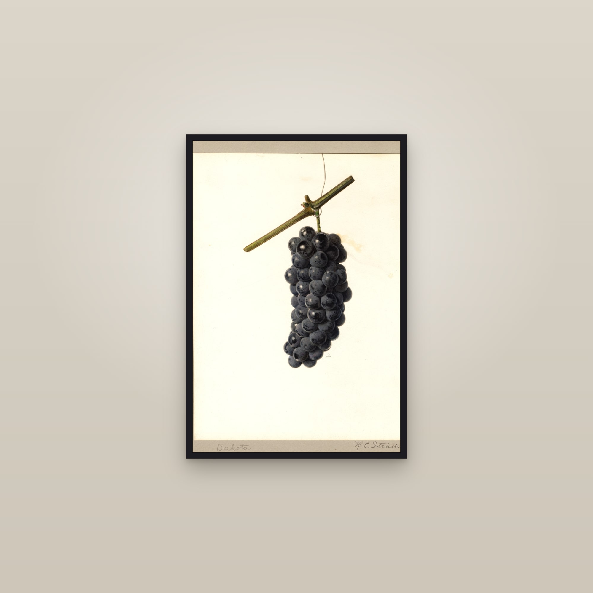 Dakota Grape — framed in a gallery setting