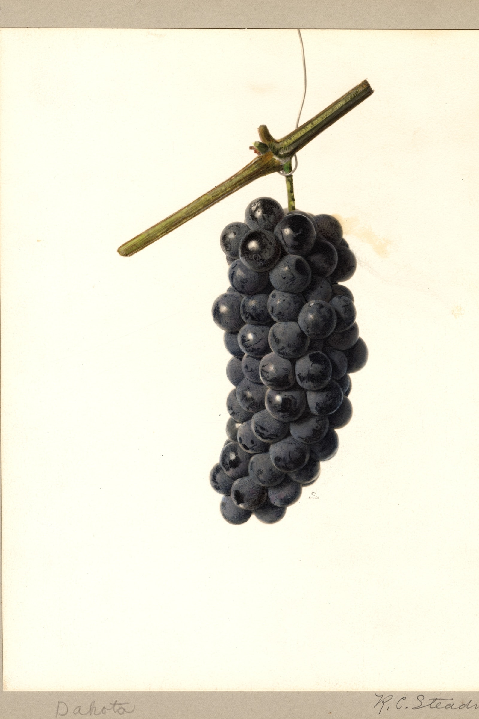 Dakota Grape