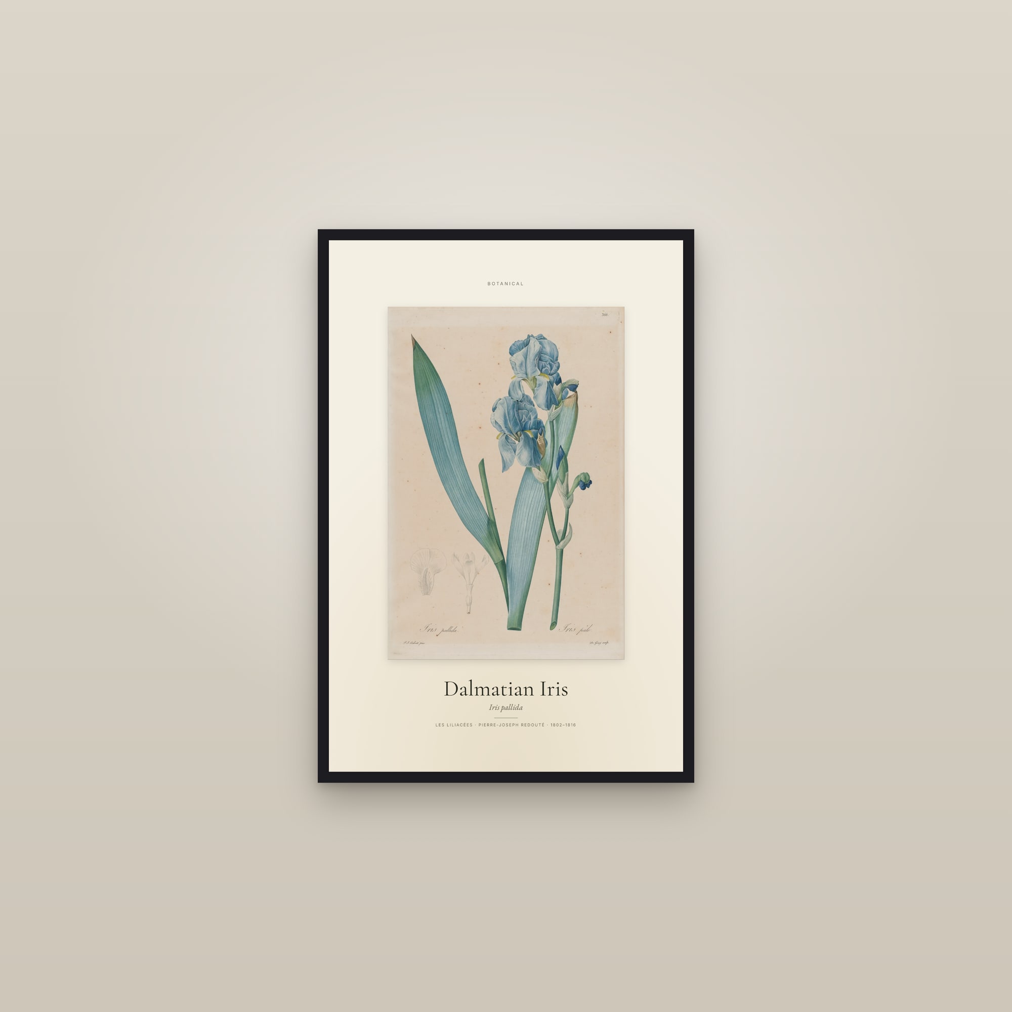 Dalmatian Iris — Specimen — framed in a gallery setting