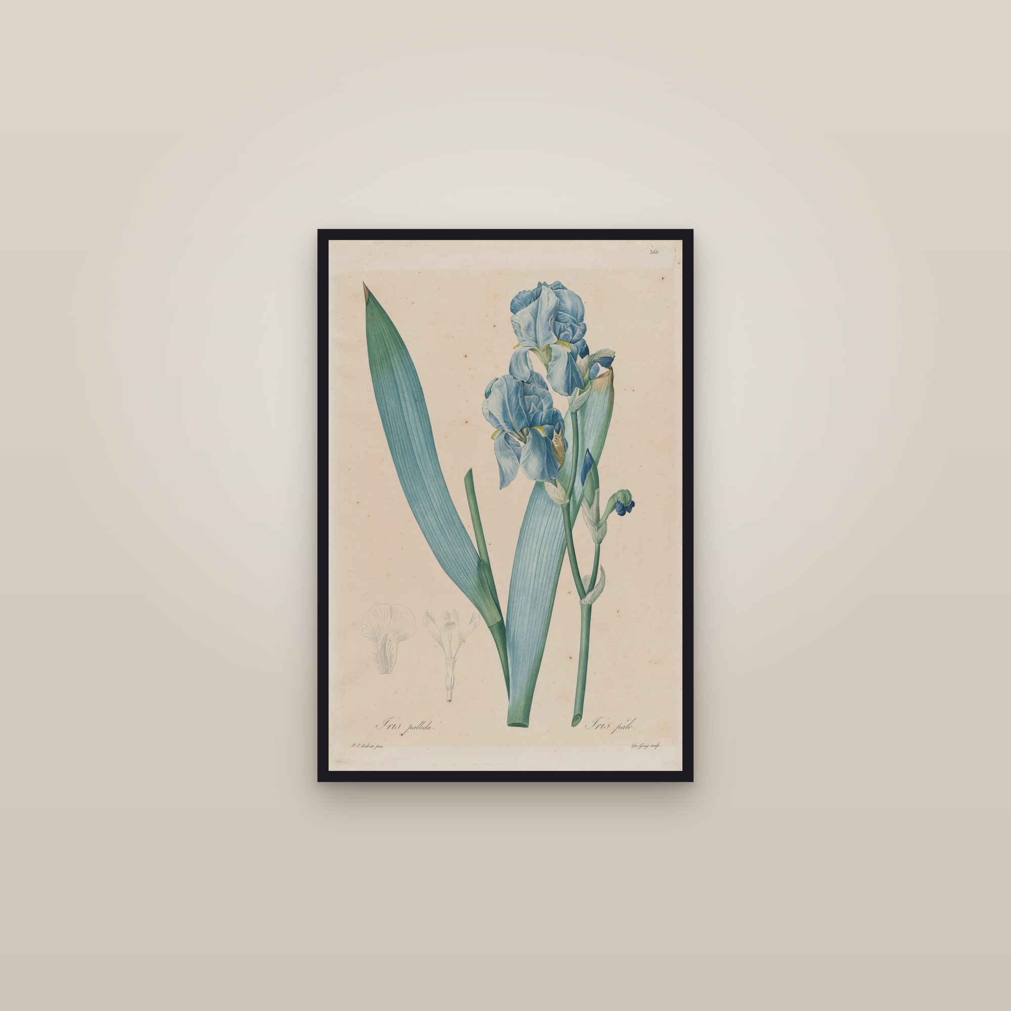 Dalmatian Iris — framed in a gallery setting
