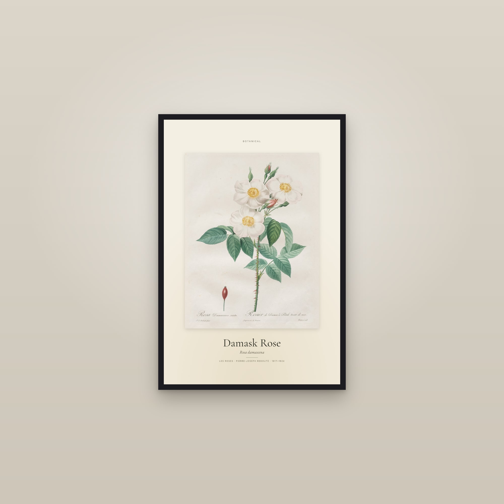 Damask Rose — Specimen