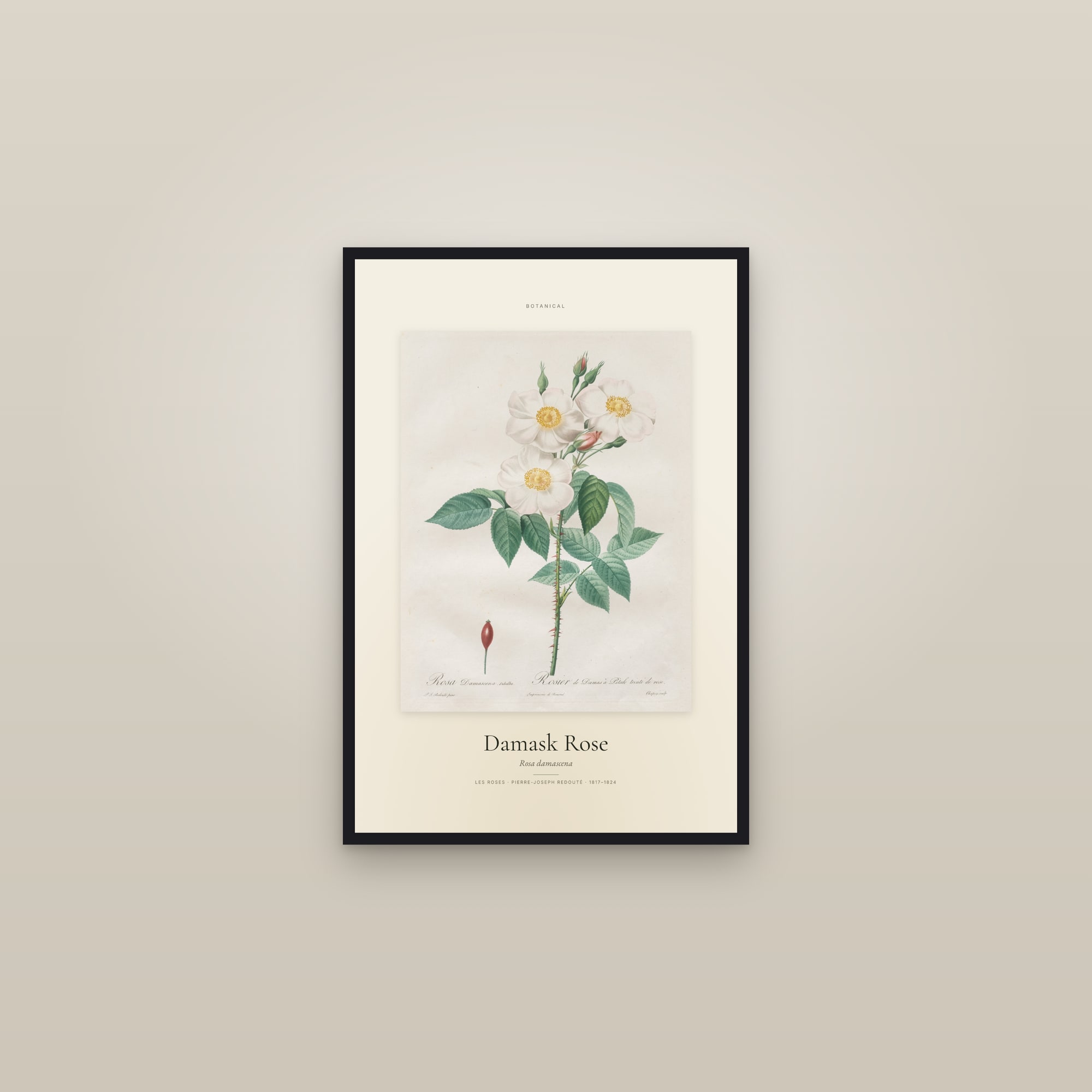 Damask Rose — Specimen — framed in a gallery setting