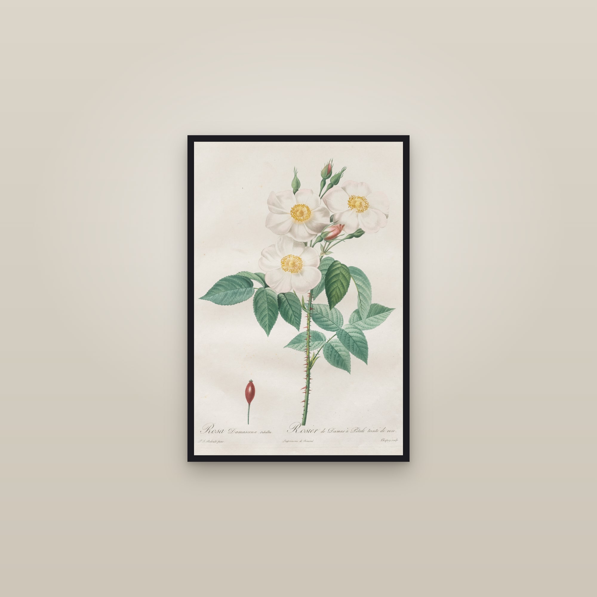 Damask Rose — framed in a gallery setting