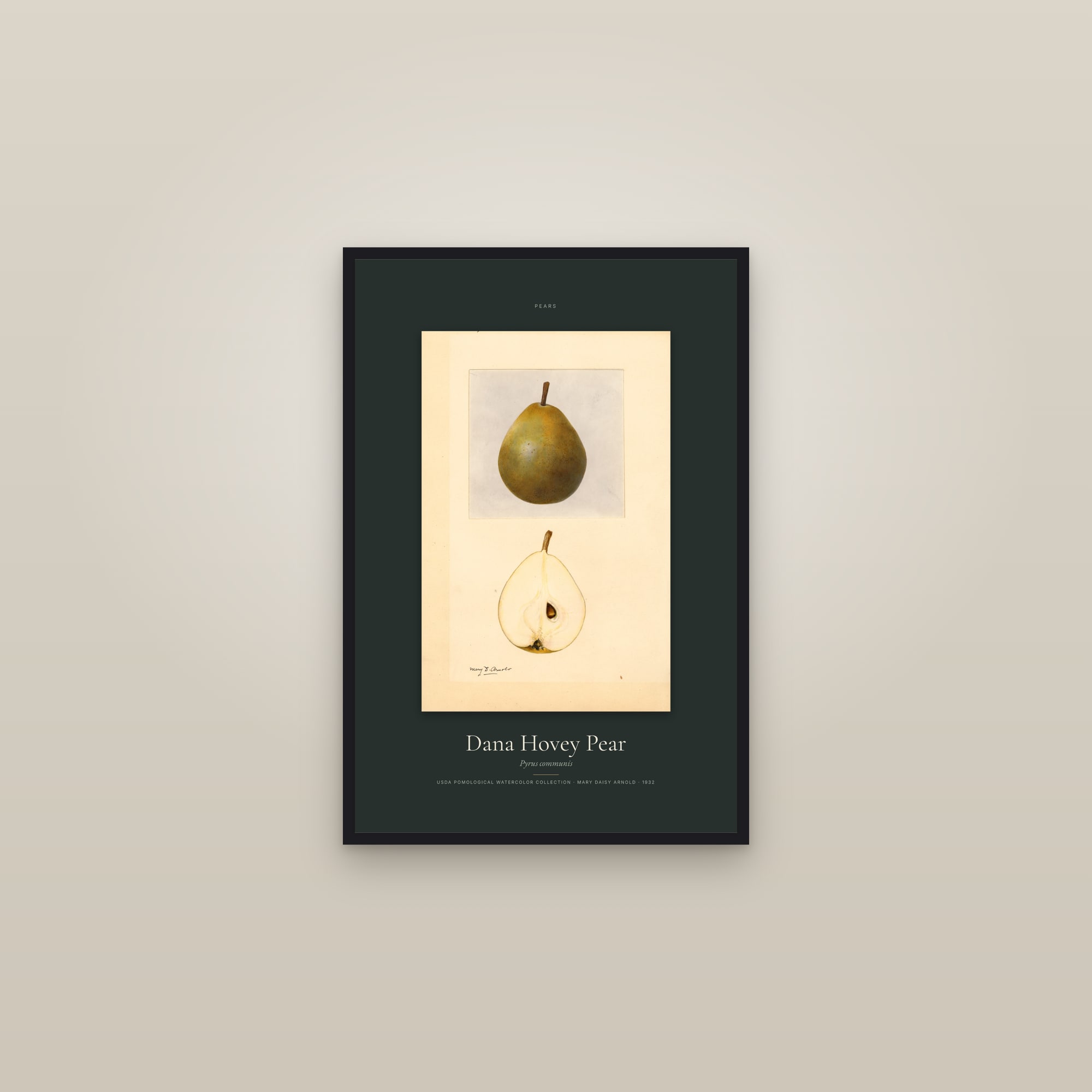 Dana Hovey Pear — Specimen — framed in a gallery setting