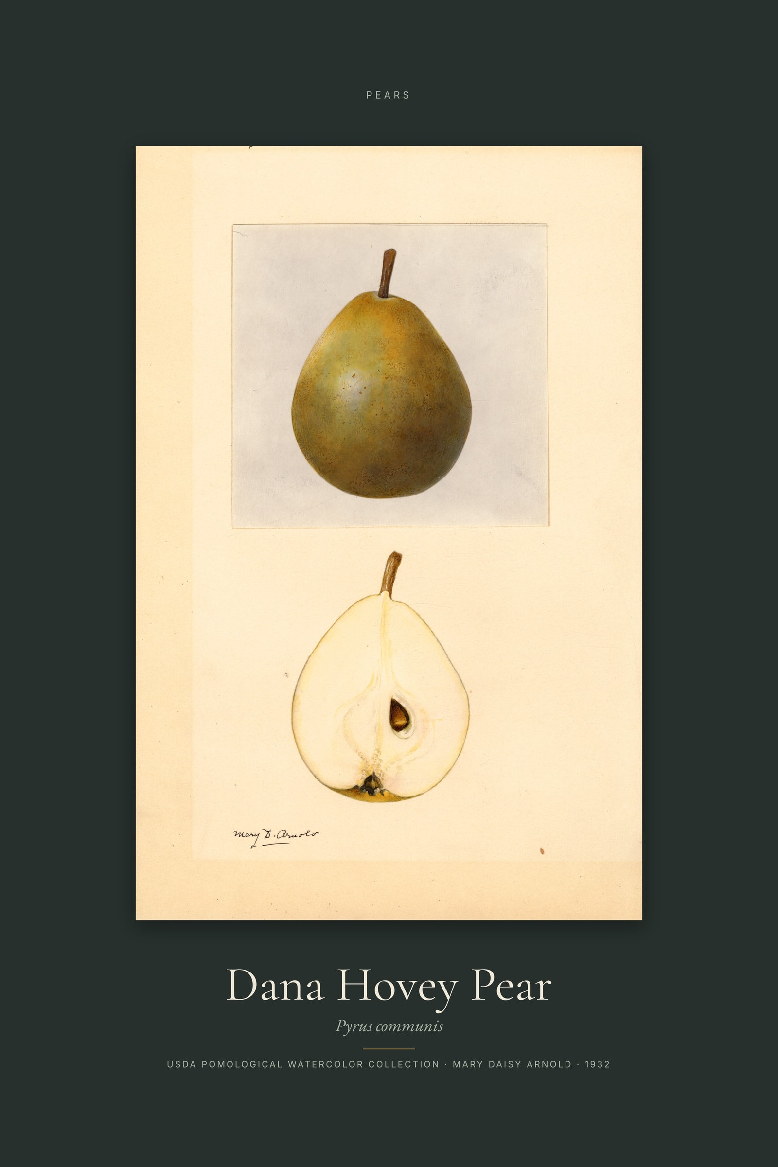 Dana Hovey Pear — Specimen