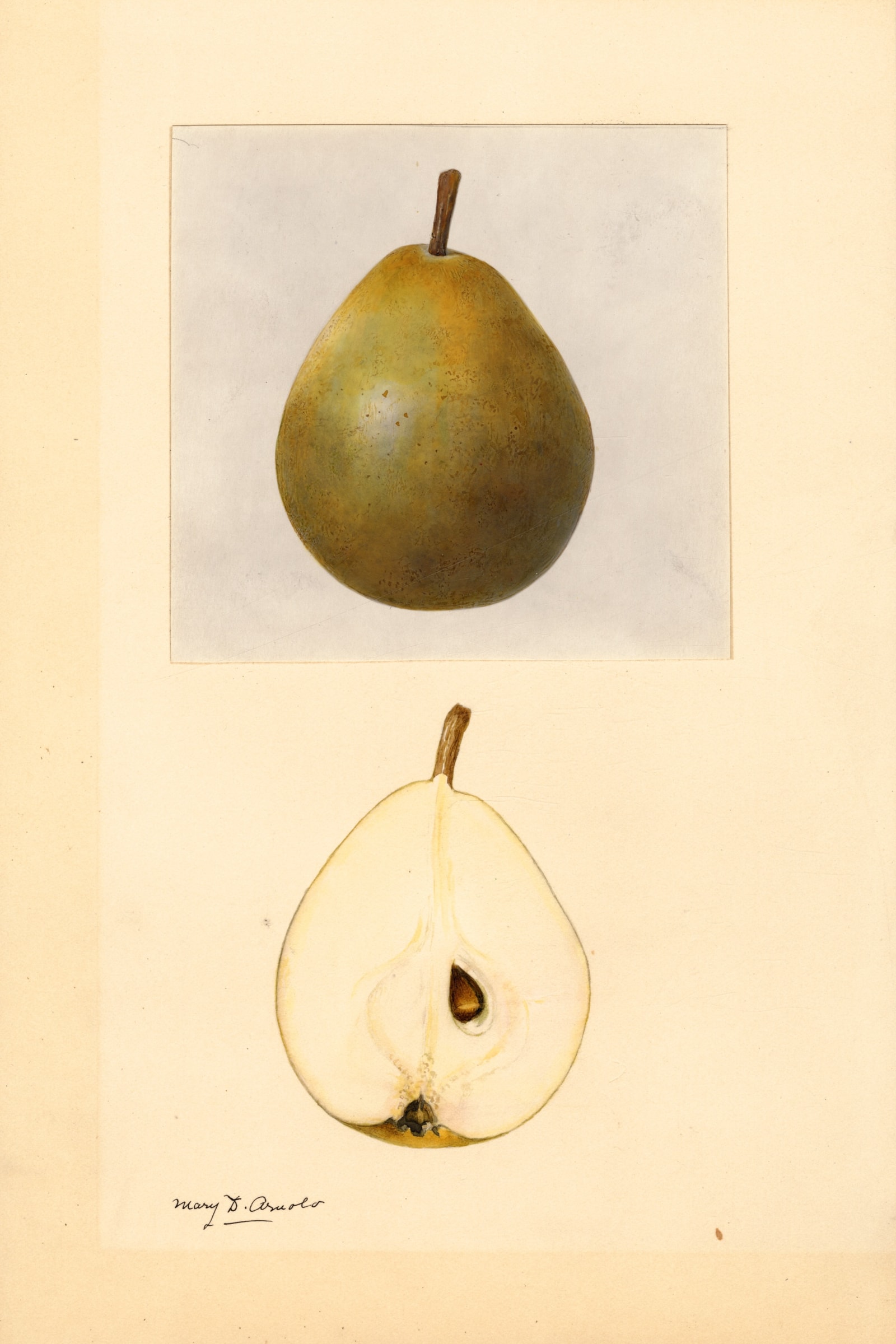 Dana Hovey Pear