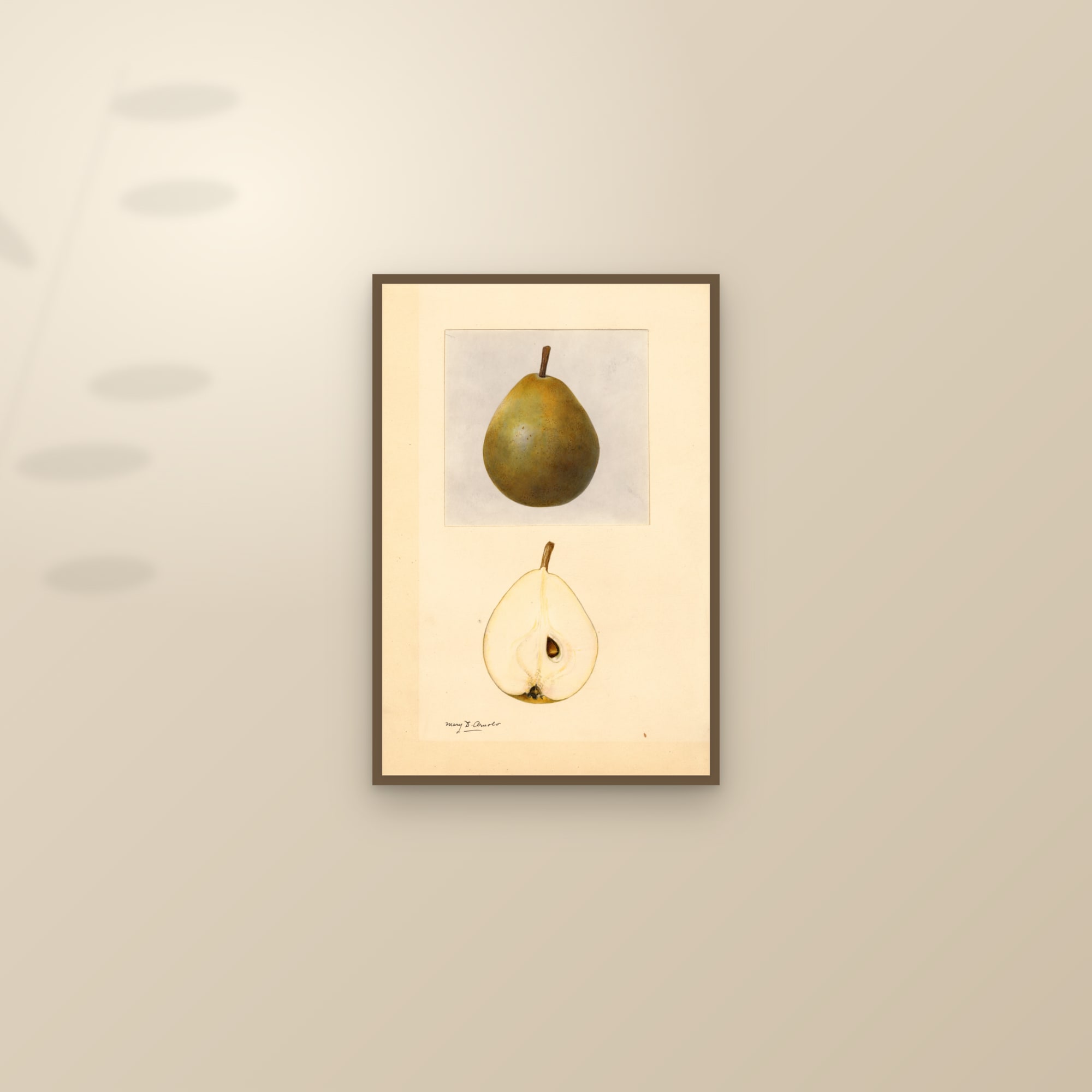 Dana Hovey Pear — framed and styled on a sunlit wall