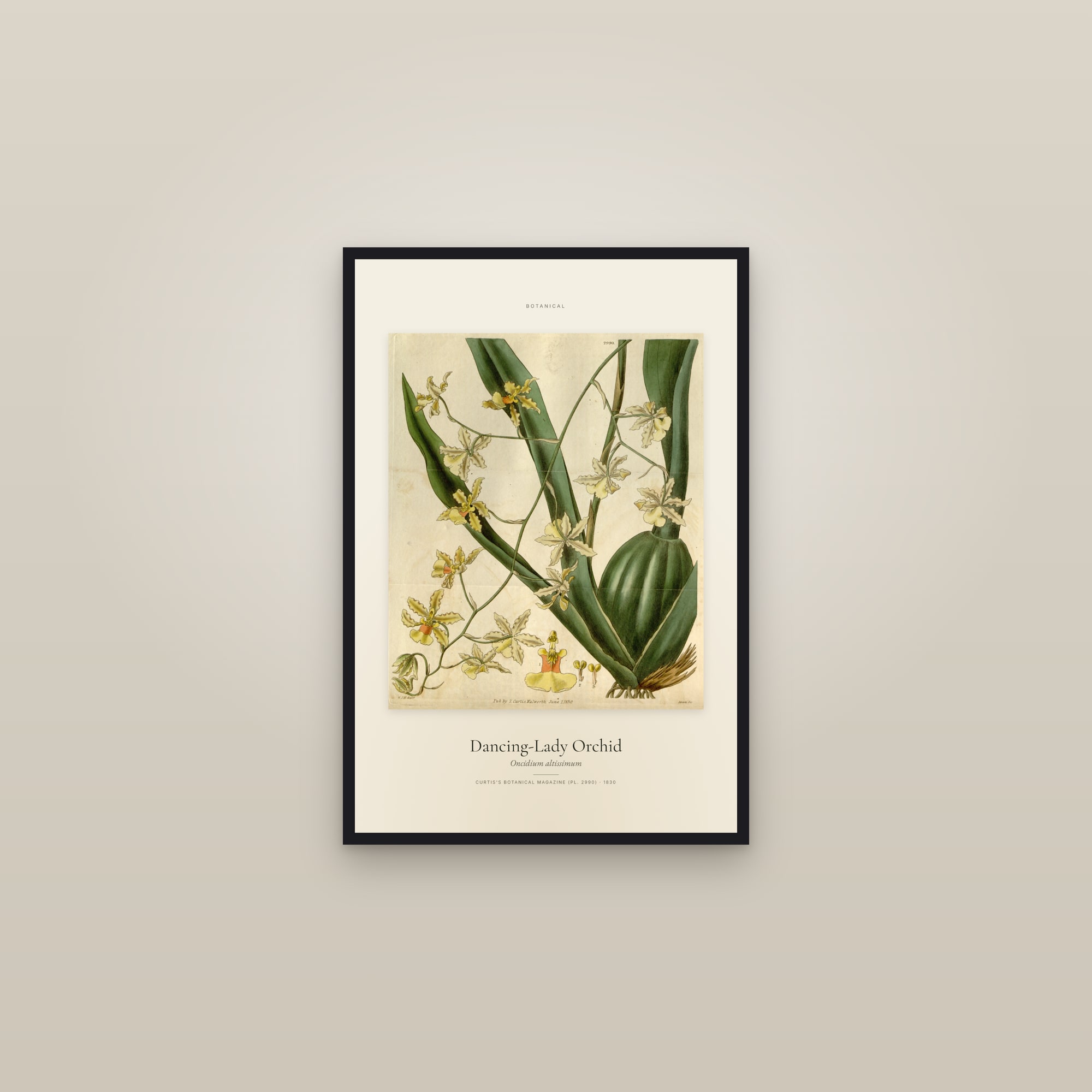 Dancing-Lady Orchid — Specimen — framed in a gallery setting