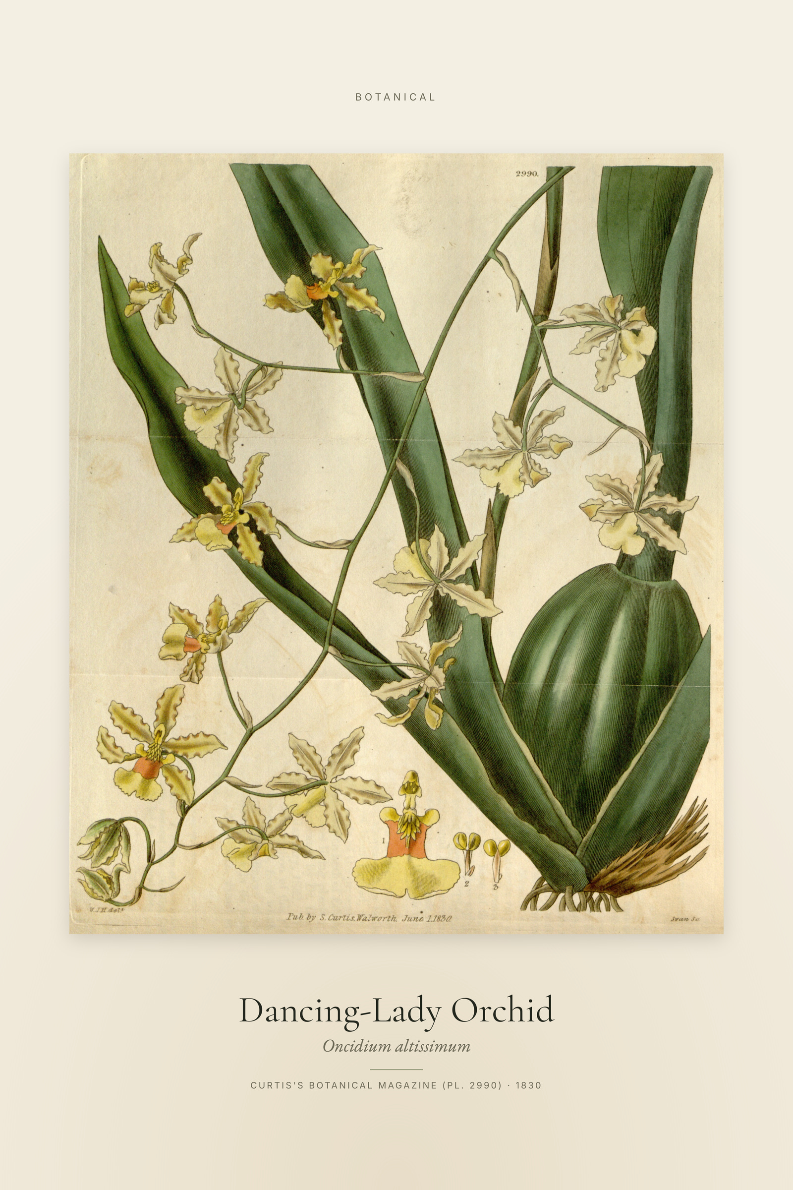 Dancing-Lady Orchid — Specimen