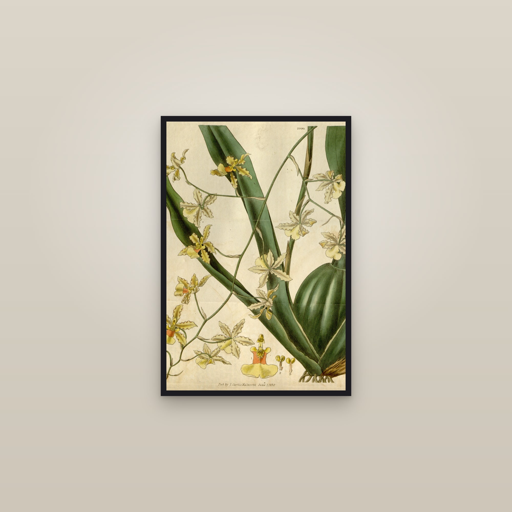 Dancing-Lady Orchid — framed in a gallery setting
