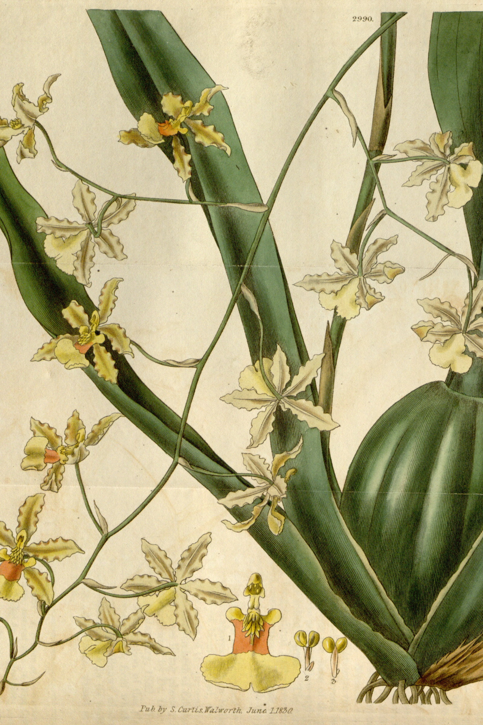 Dancing-Lady Orchid