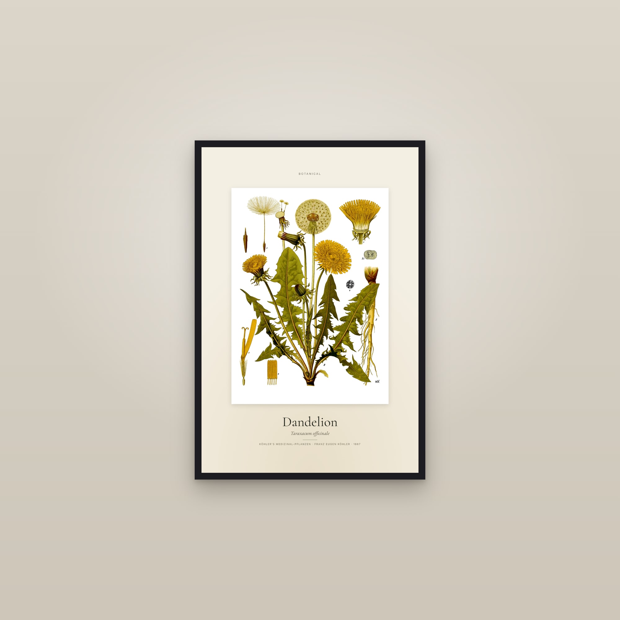 Dandelion (Köhler) — Specimen — framed in a gallery setting