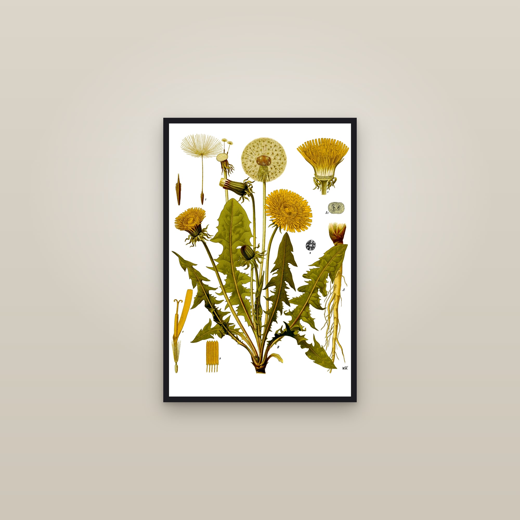Dandelion (Köhler) — framed in a gallery setting