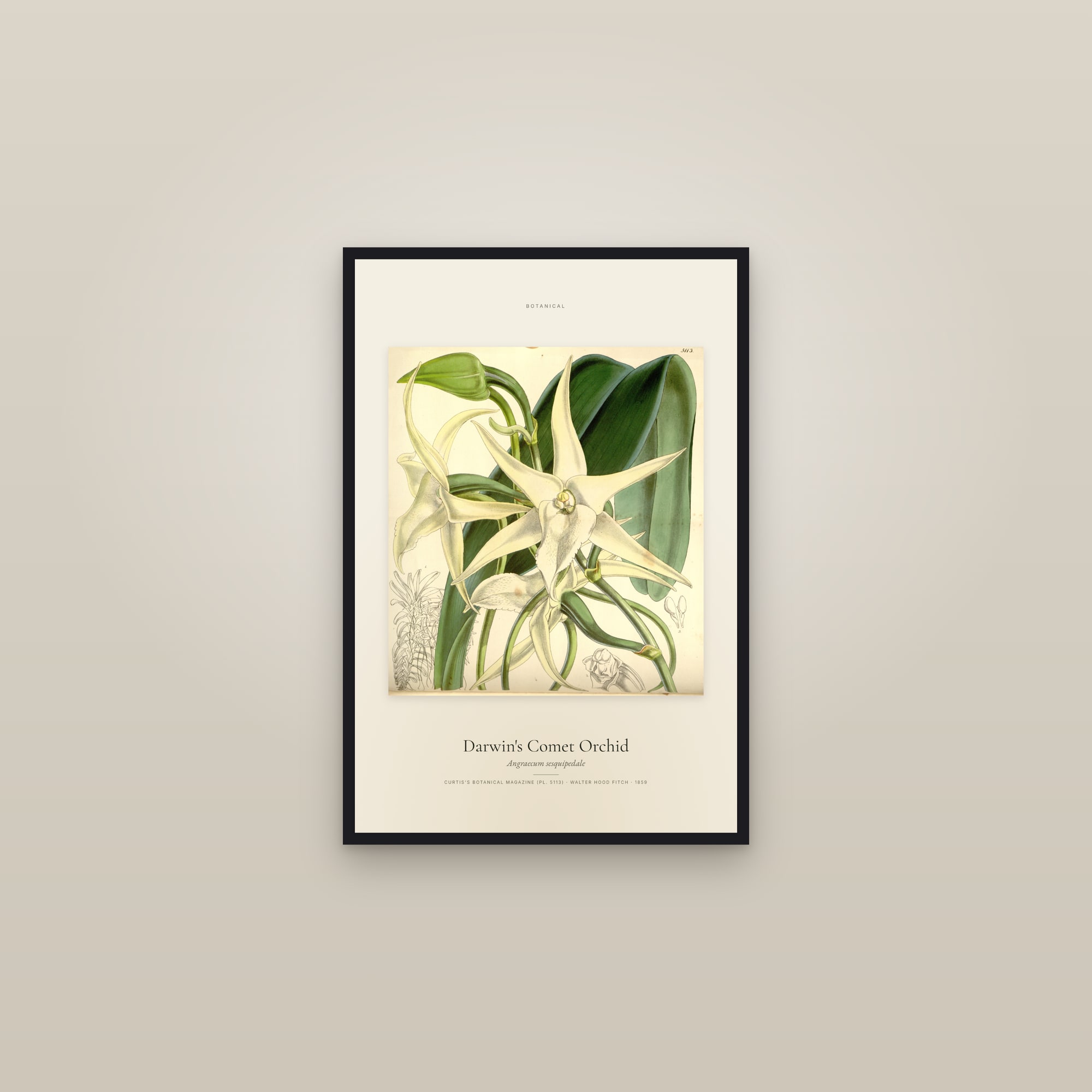 Darwin's Comet Orchid — Specimen — framed in a gallery setting