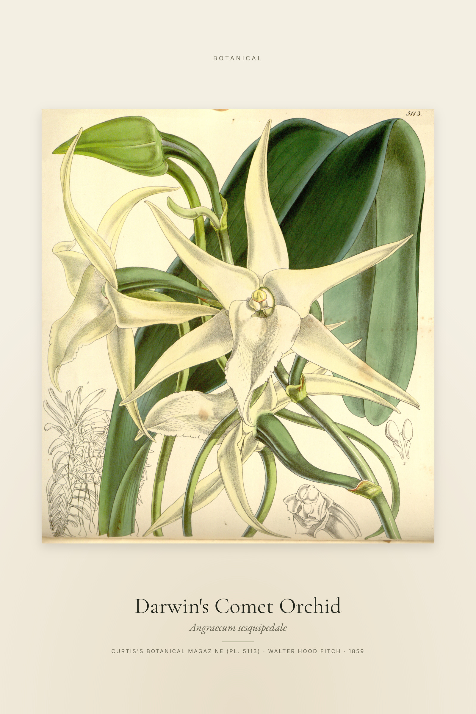 Darwin's Comet Orchid — Specimen