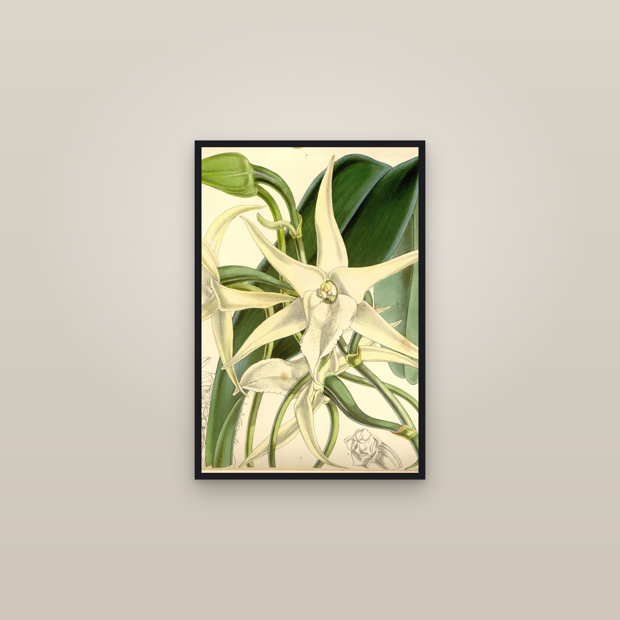 Darwin's Comet Orchid — framed in a gallery setting