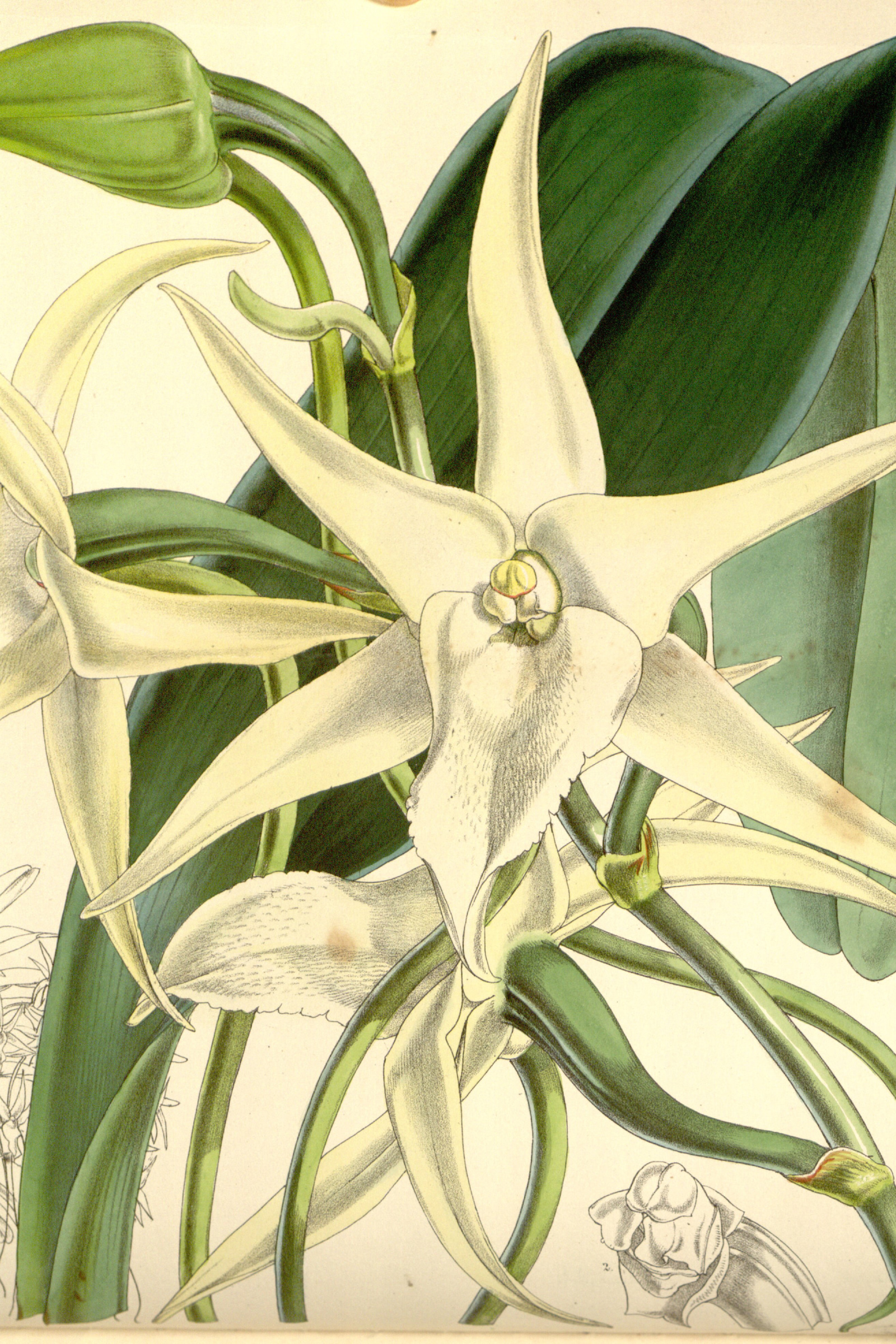 Darwin's Comet Orchid