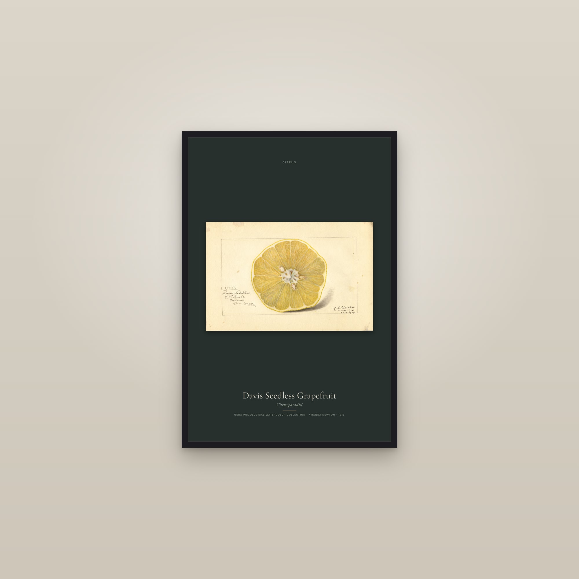 Davis Seedless Grapefruit — framed in a gallery setting