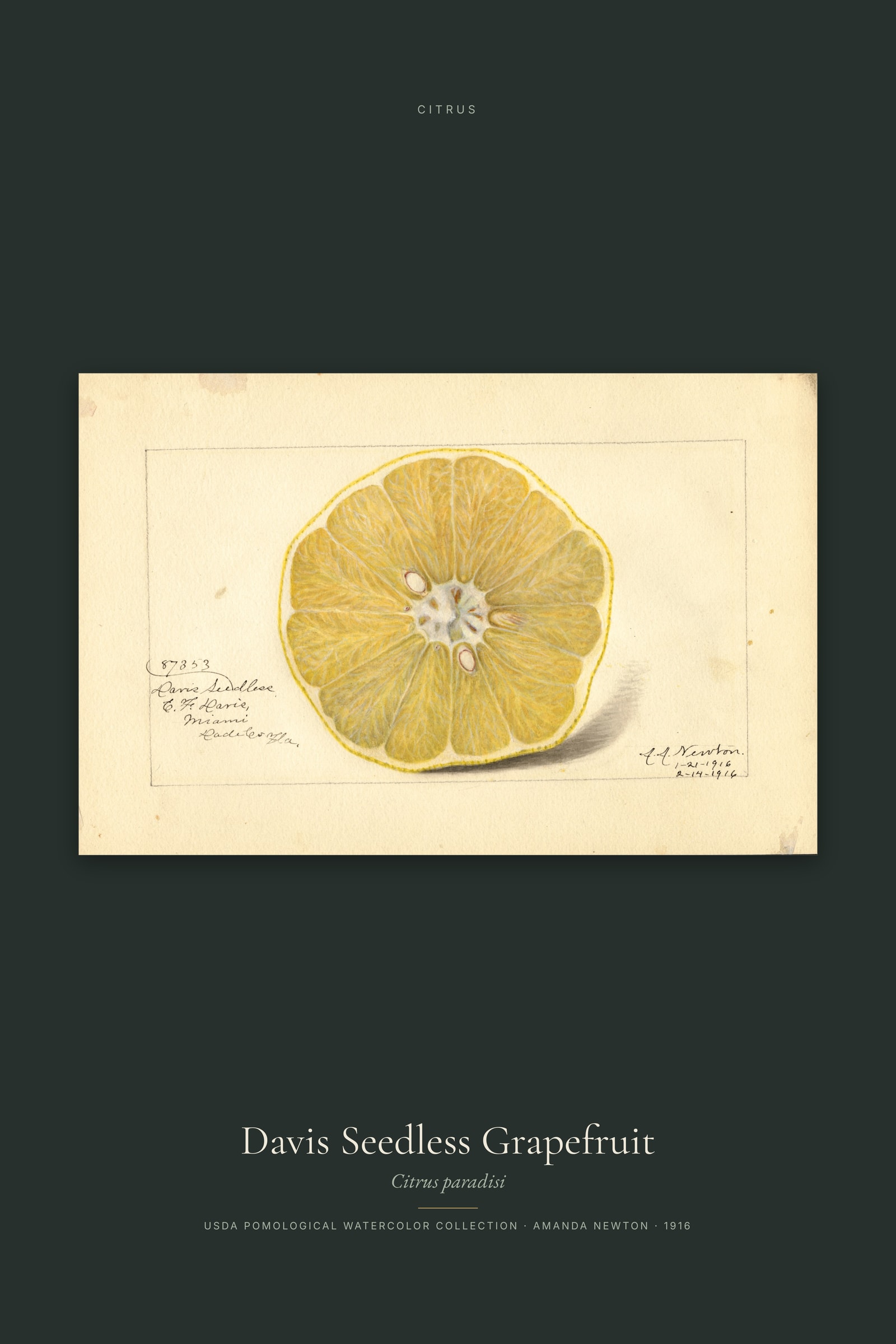 Davis Seedless Grapefruit
