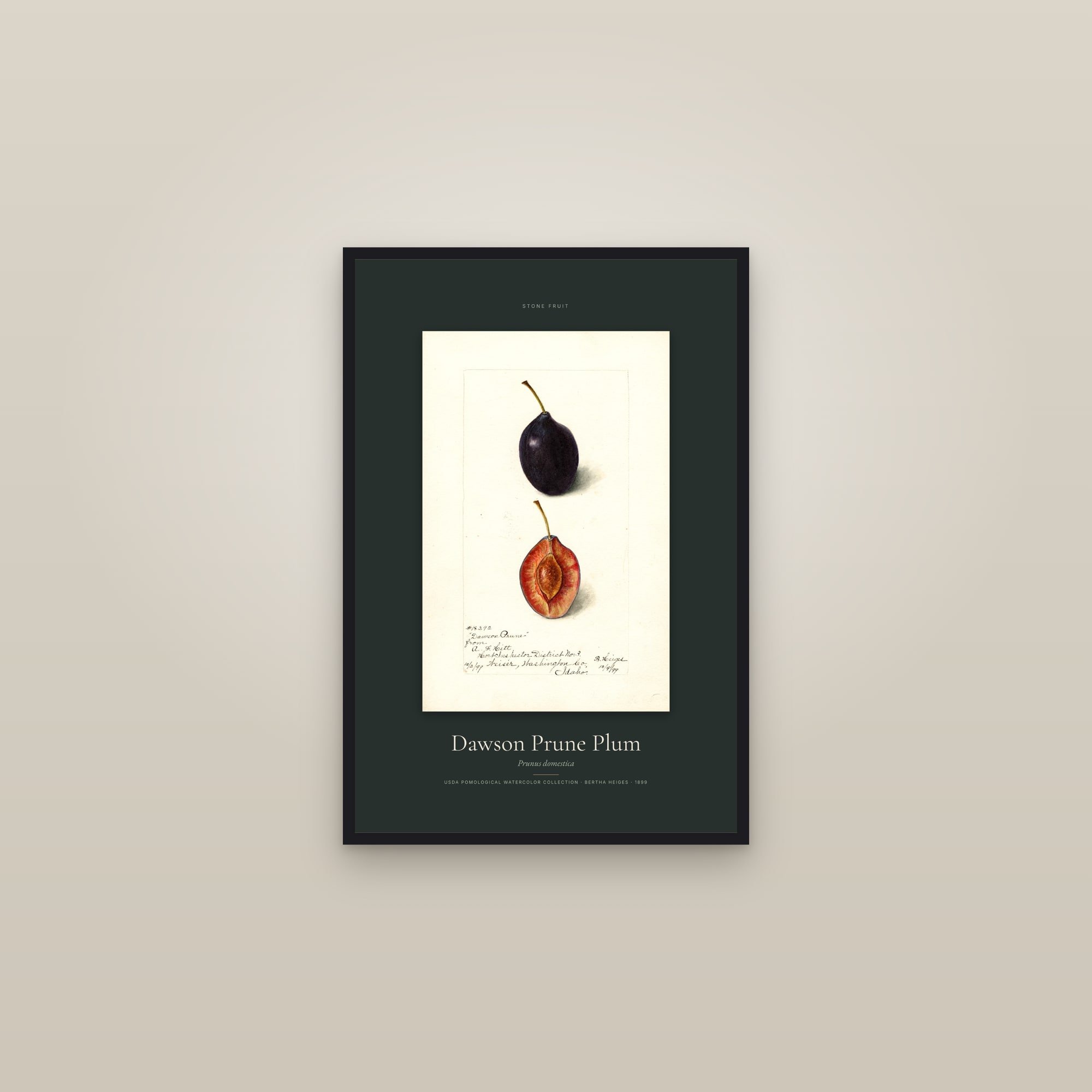 Dawson Prune Plum — Specimen — framed in a gallery setting