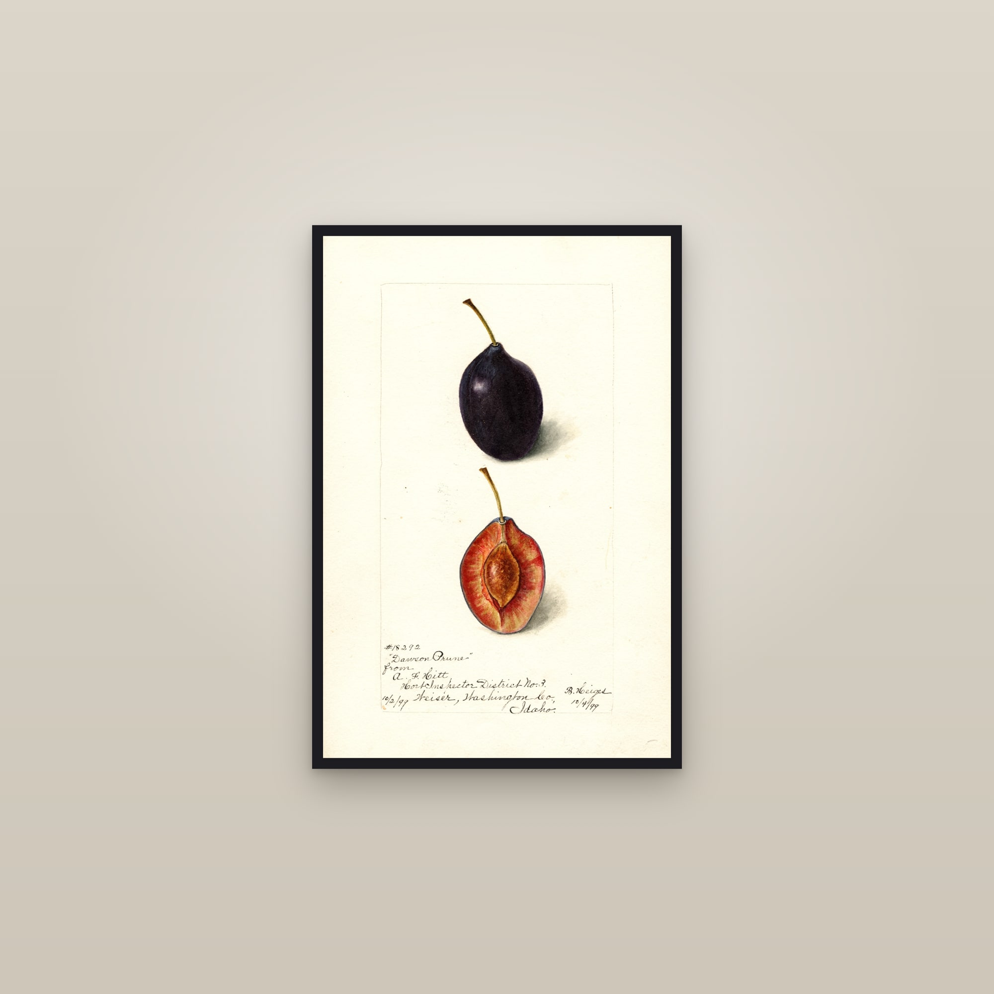 Dawson Prune Plum — framed in a gallery setting