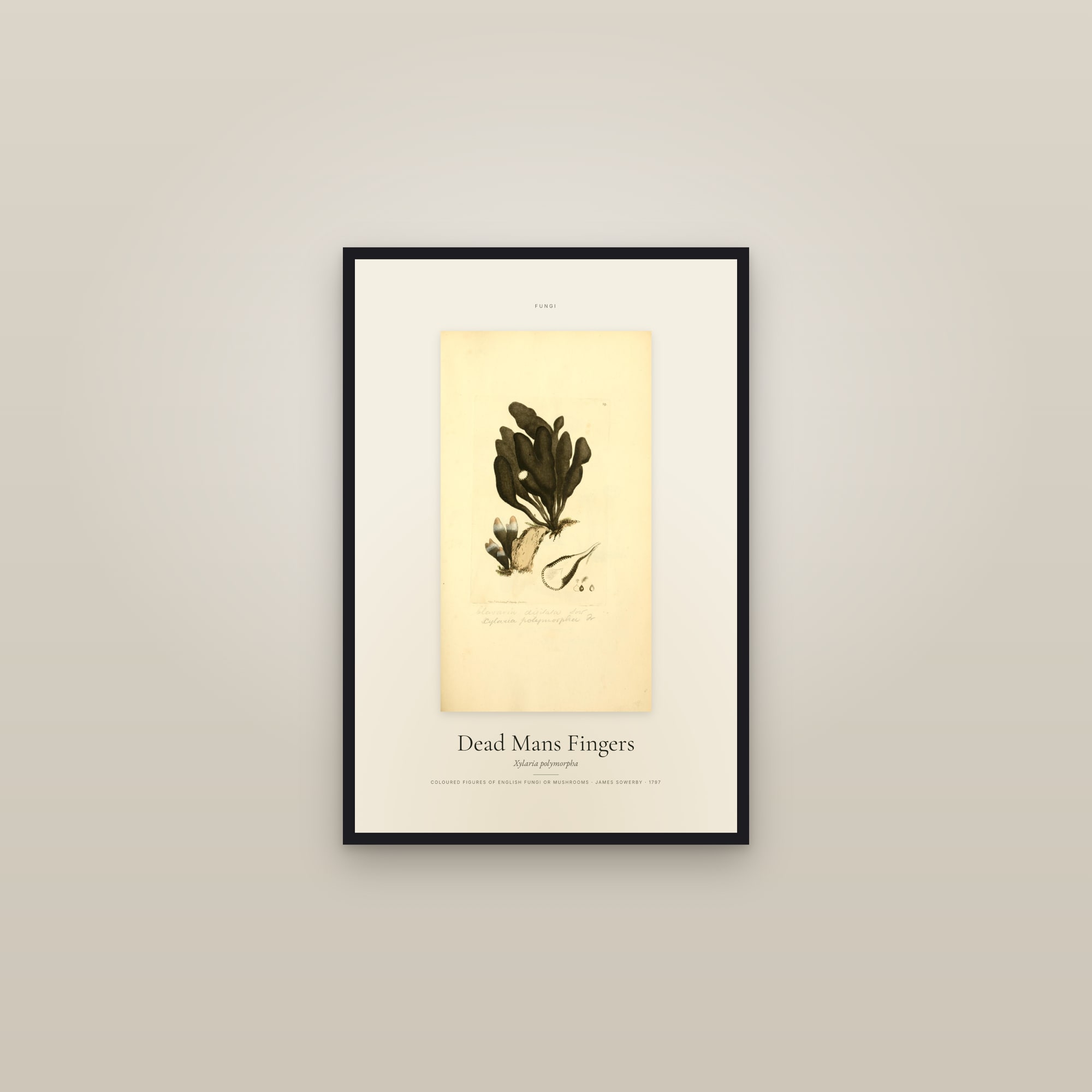 Dead Mans Fingers — Specimen — framed in a gallery setting