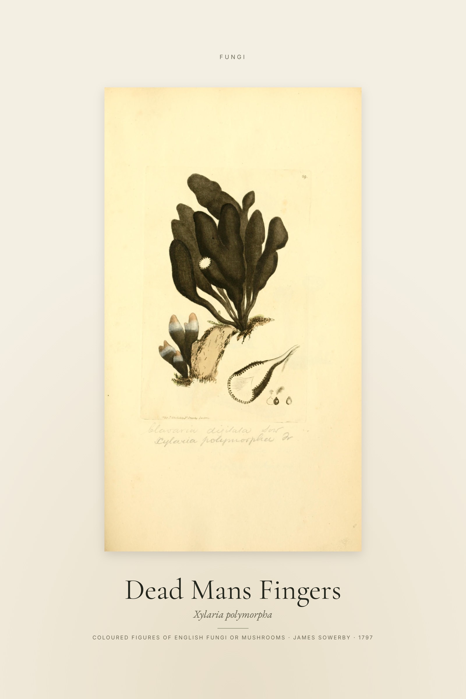 Dead Mans Fingers — Specimen