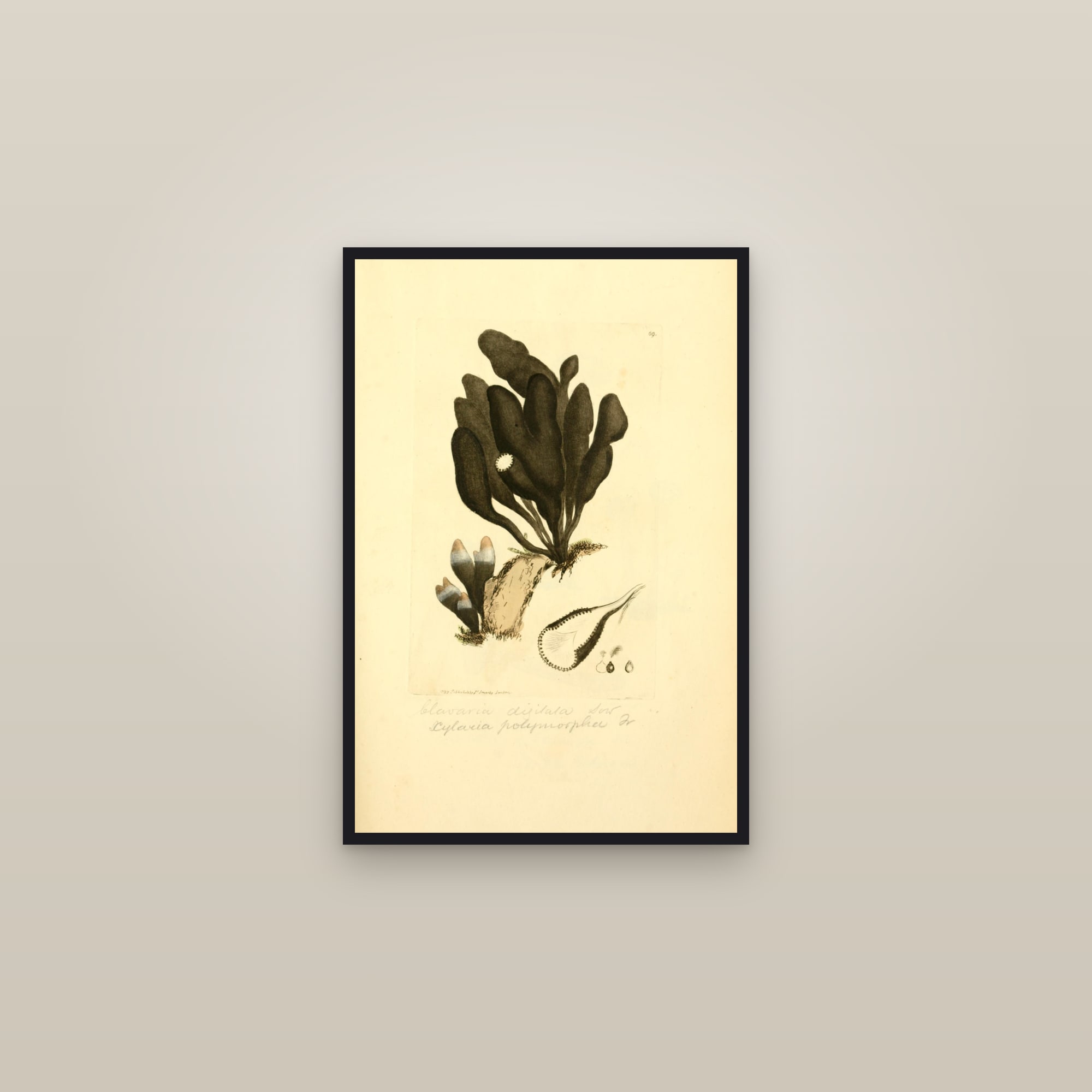 Dead Mans Fingers — framed in a gallery setting