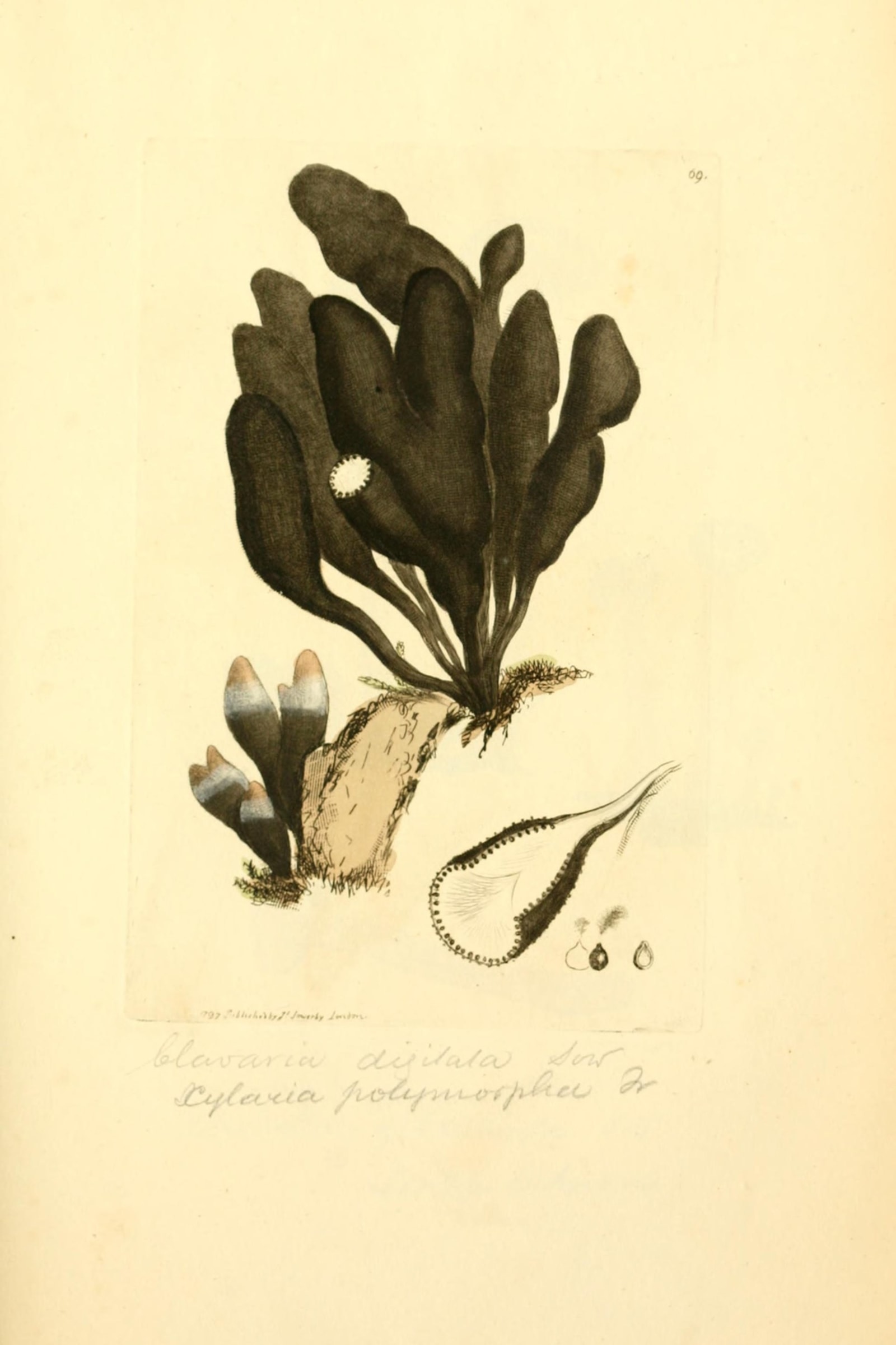 Dead Mans Fingers