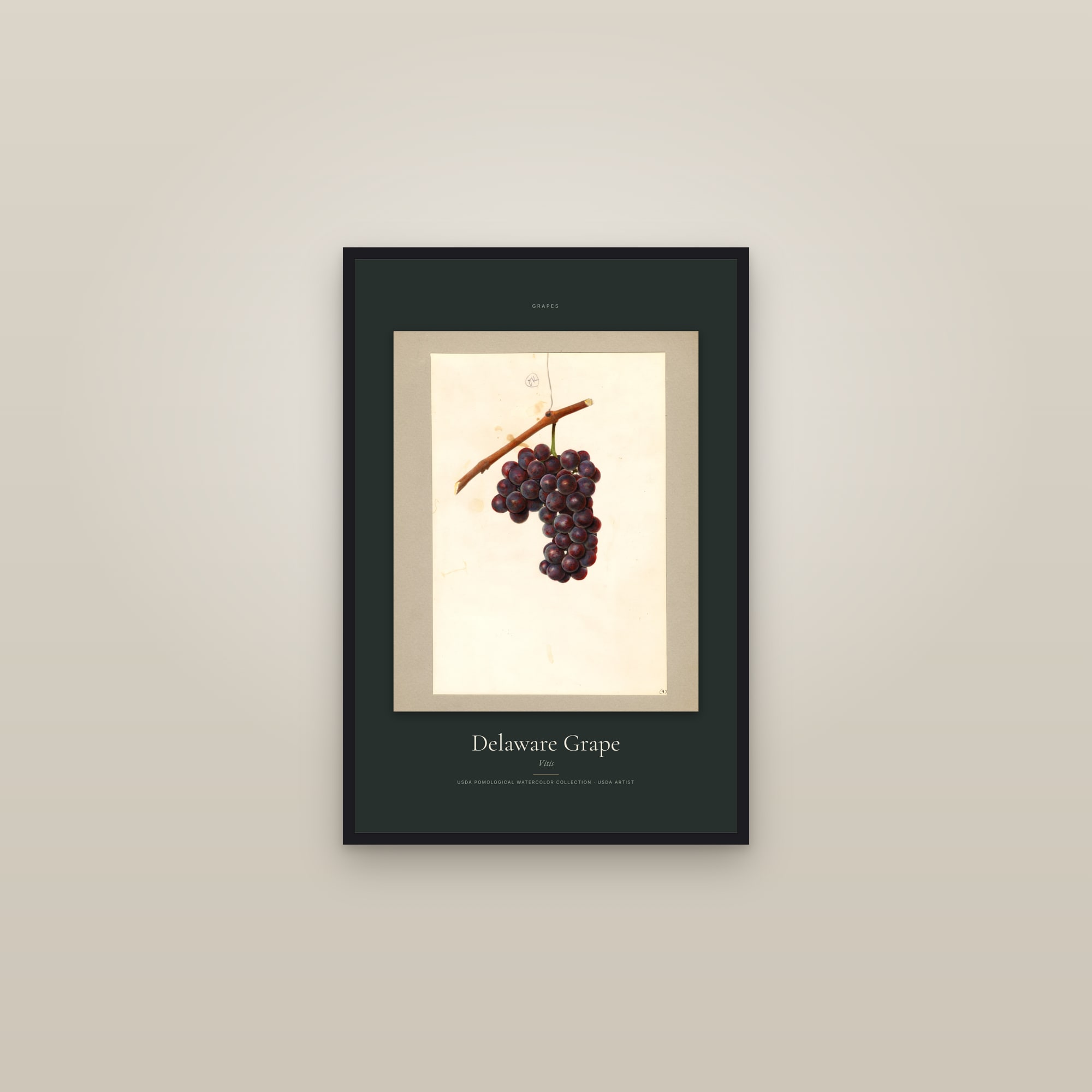 Delaware Grape — Specimen — framed in a gallery setting