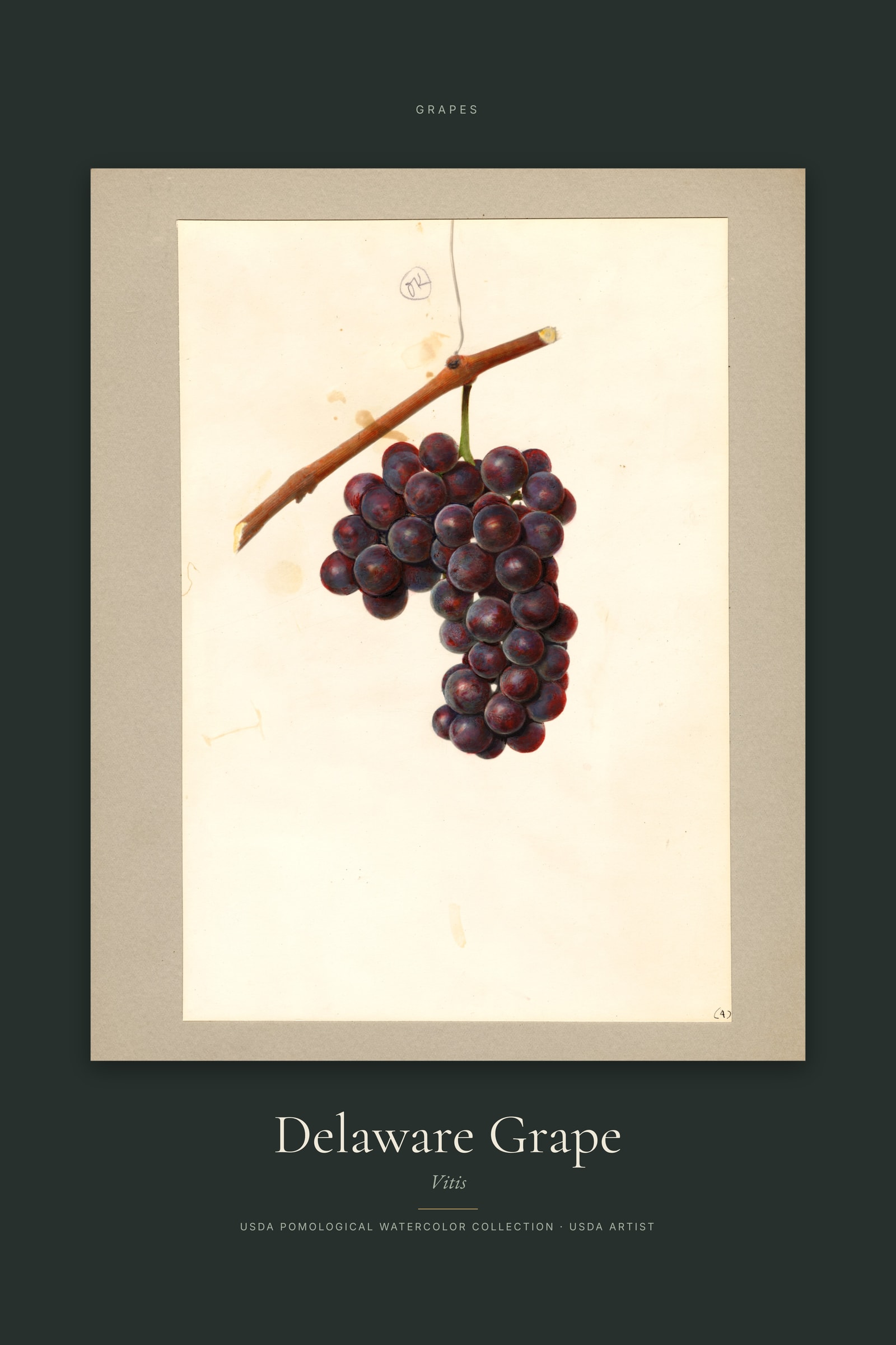 Delaware Grape — Specimen