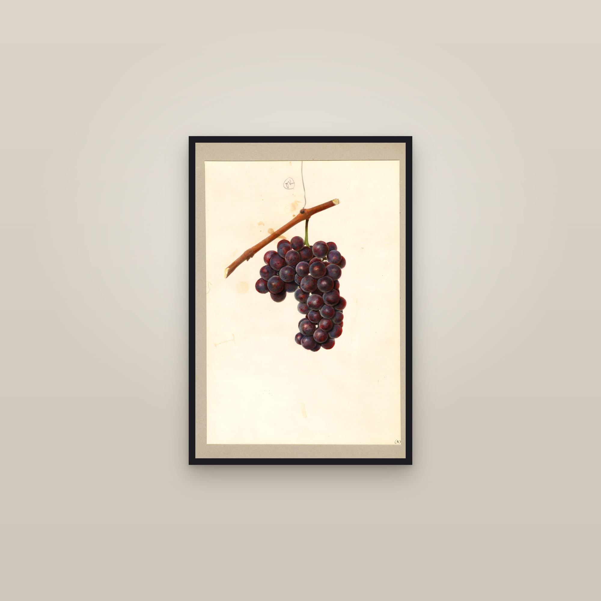 Delaware Grape — framed in a gallery setting