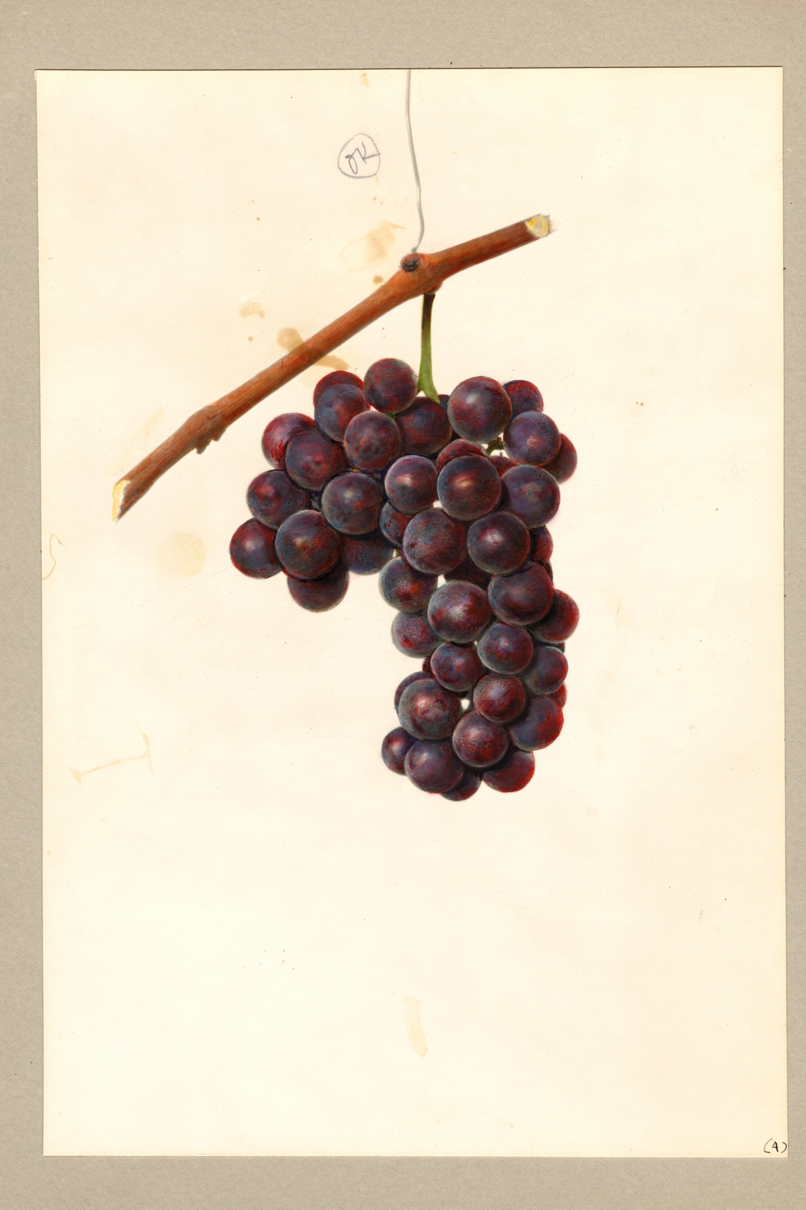 Delaware Grape