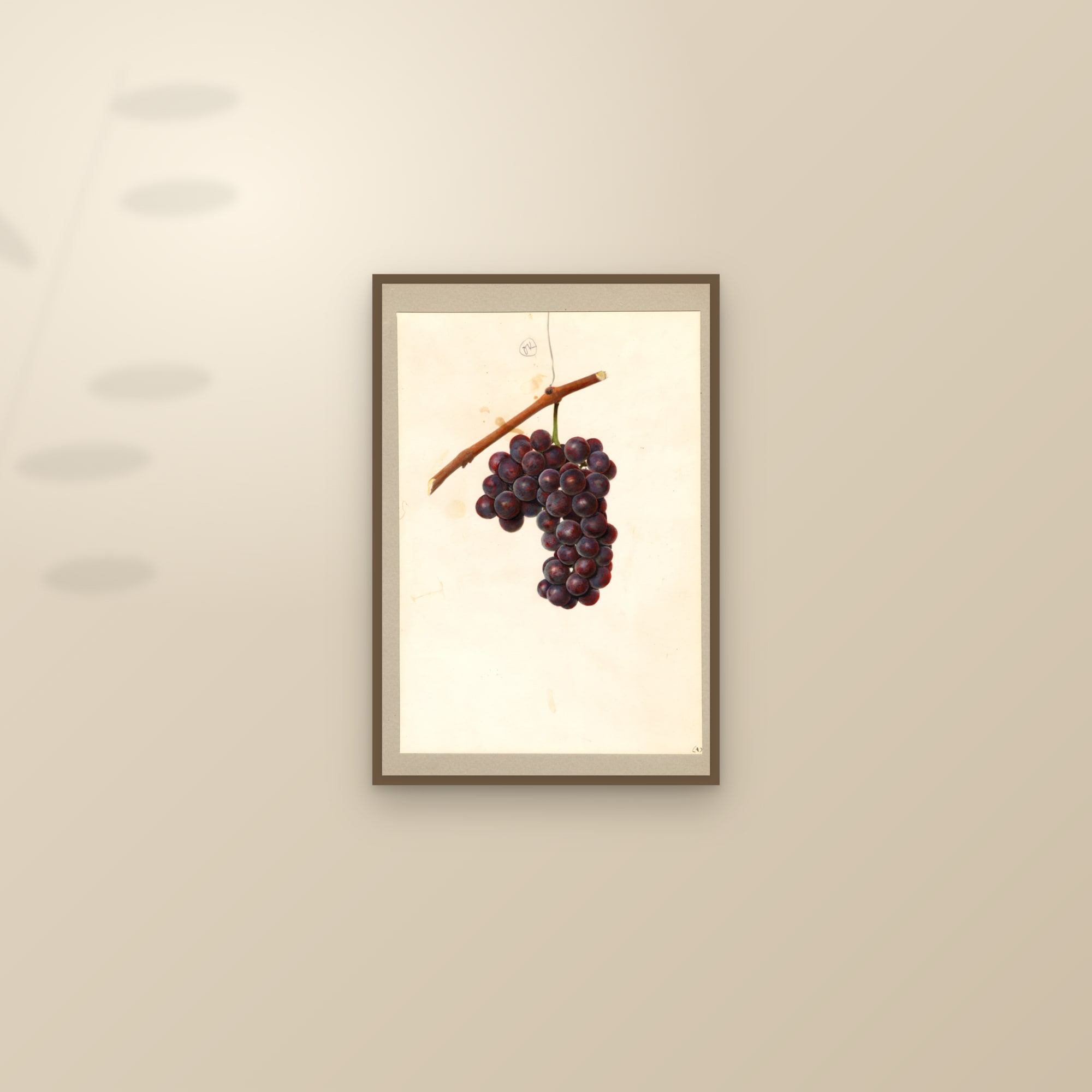 Delaware Grape — framed and styled on a sunlit wall