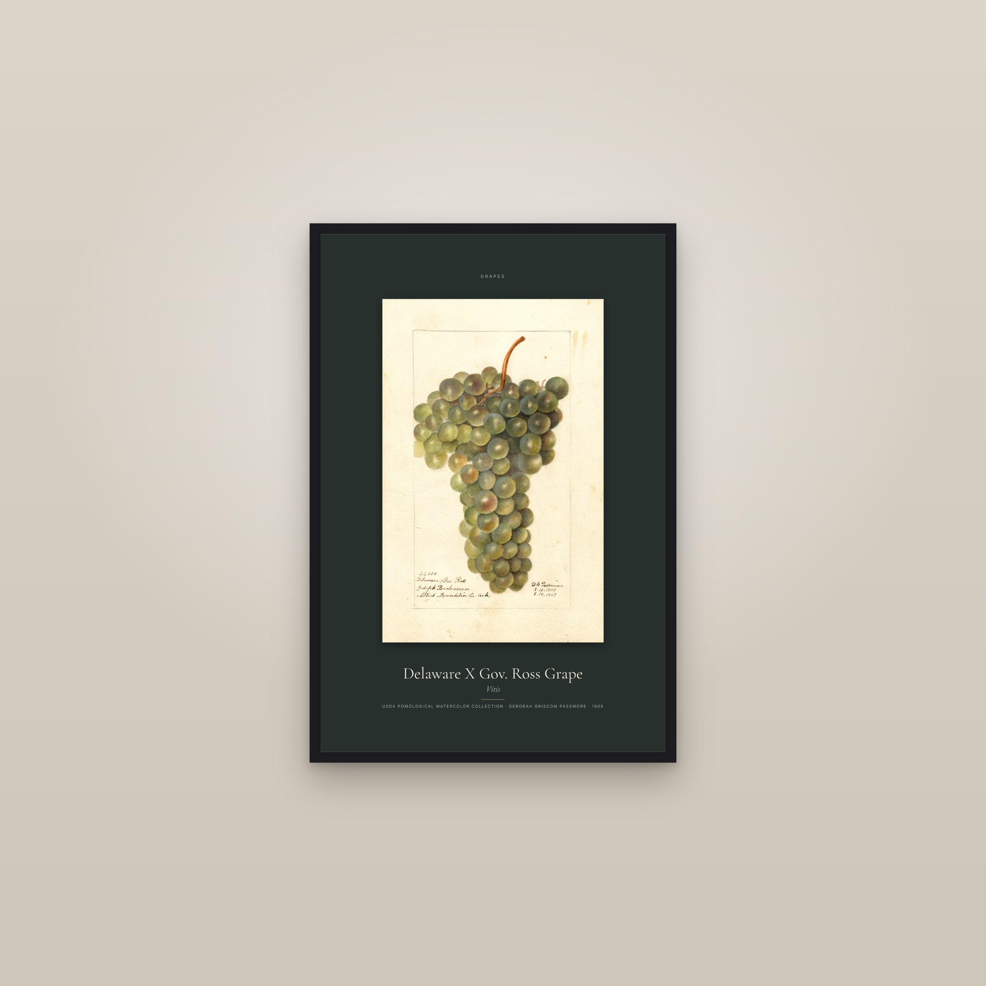 Delaware X Gov. Ross Grape — Specimen — framed in a gallery setting