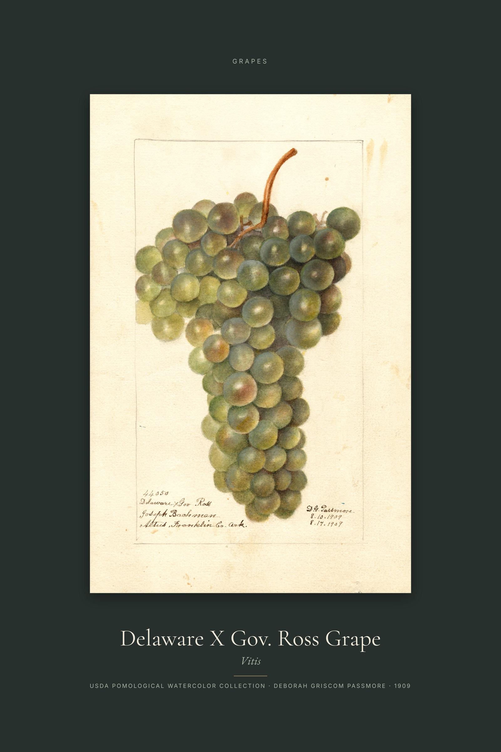 Delaware X Gov. Ross Grape — Specimen