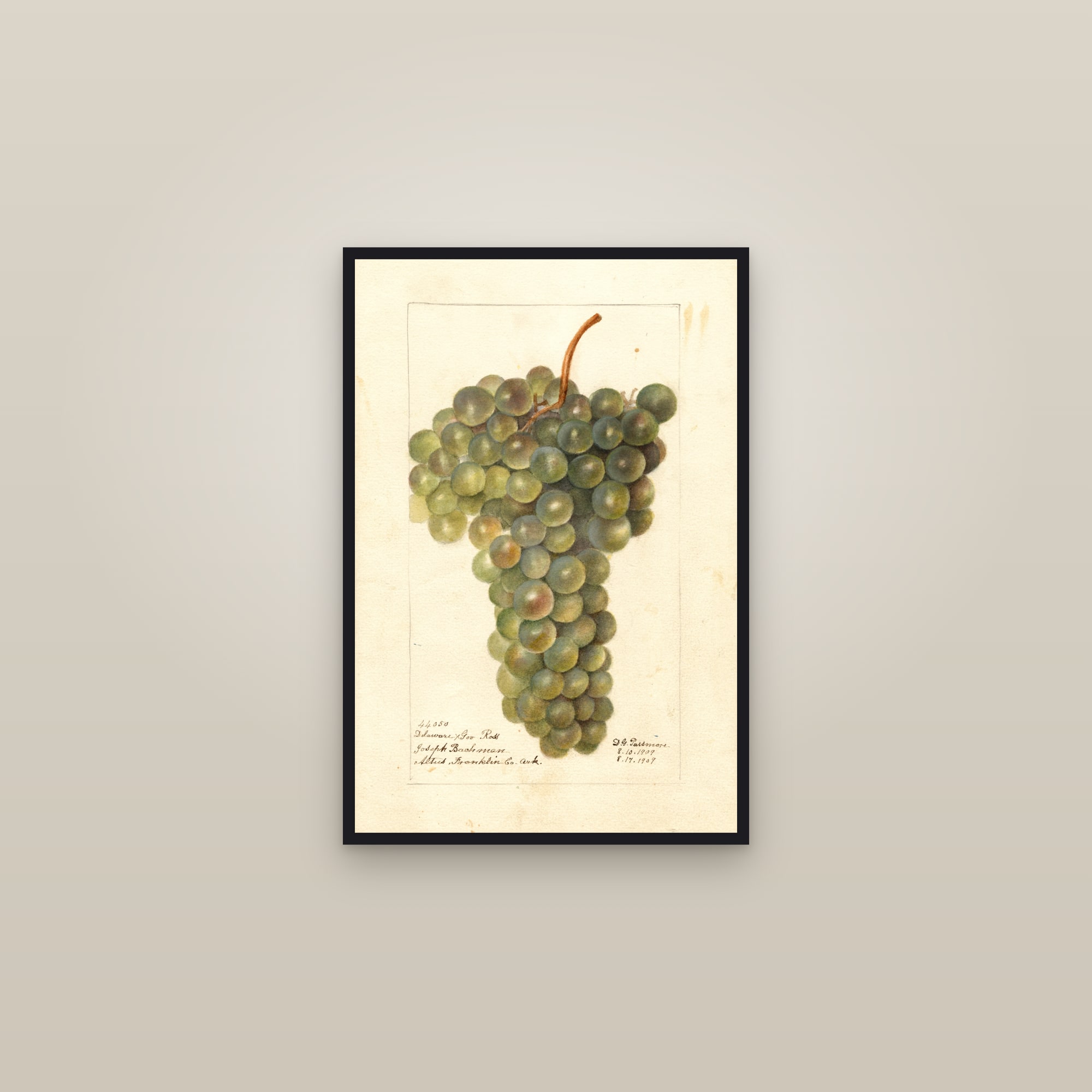 Delaware X Gov. Ross Grape — framed in a gallery setting
