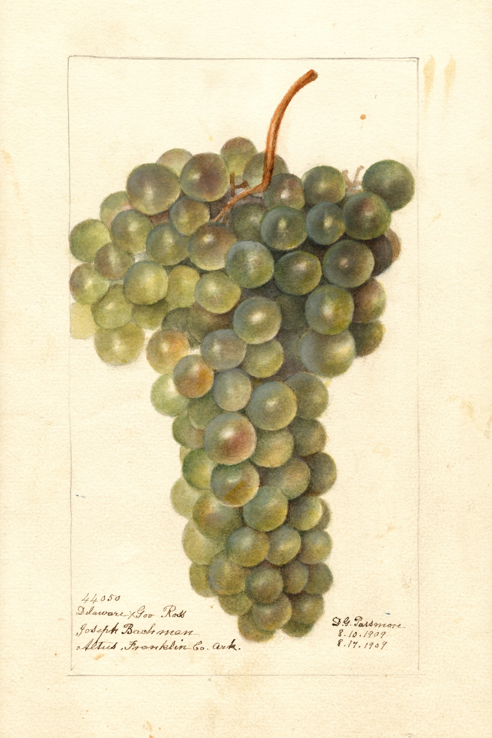Delaware X Gov. Ross Grape