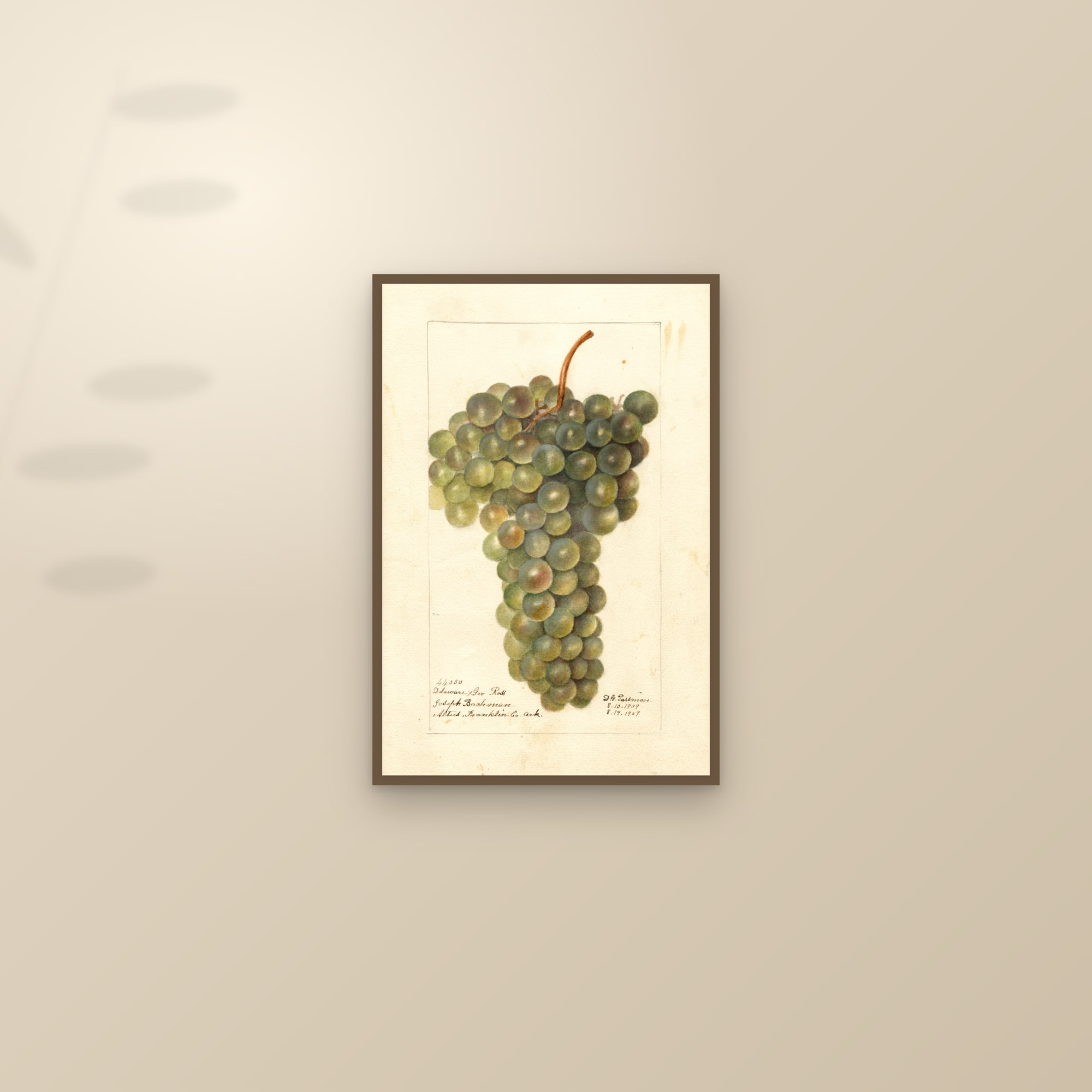 Delaware X Gov. Ross Grape — framed and styled on a sunlit wall