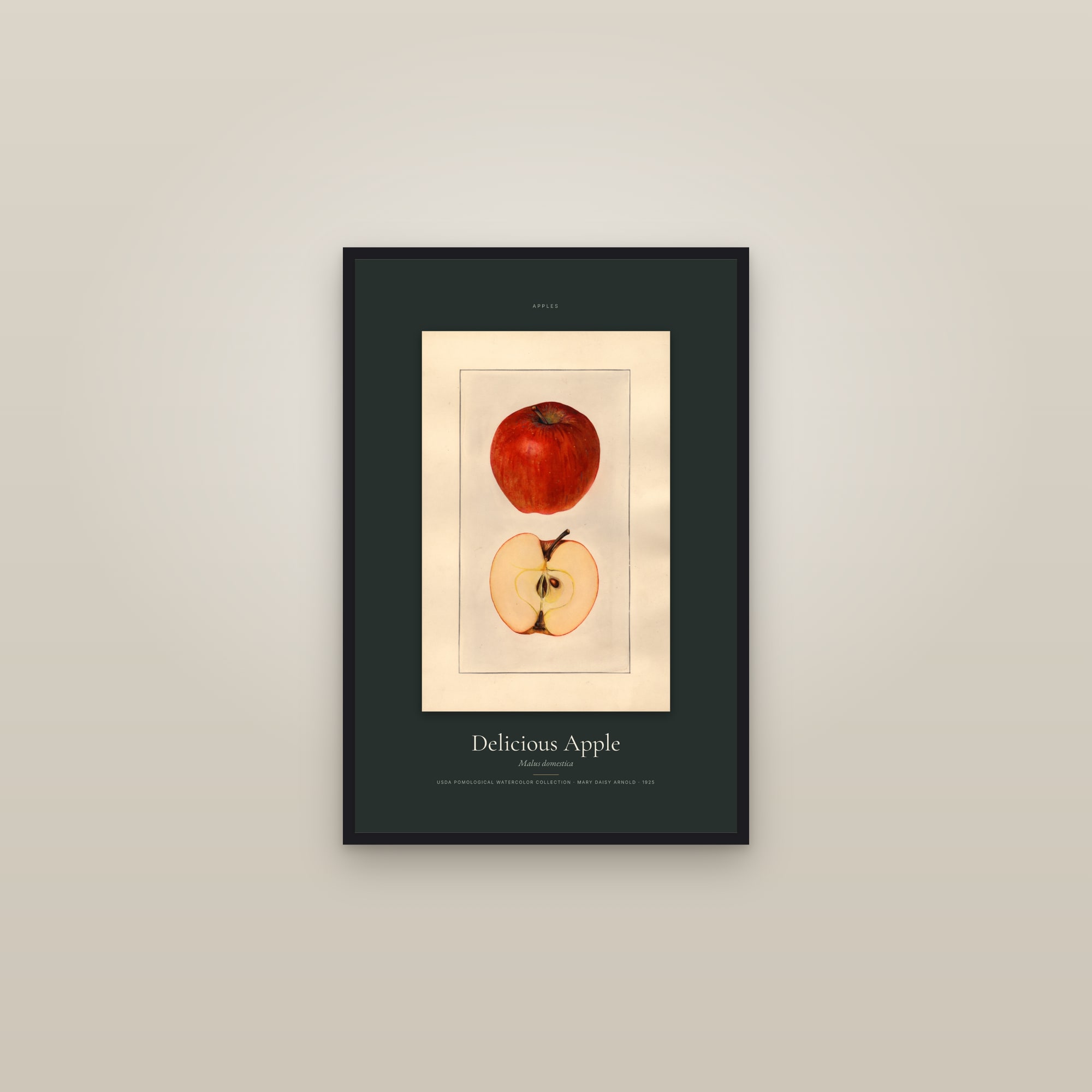 Delicious Apple — Specimen — framed in a gallery setting