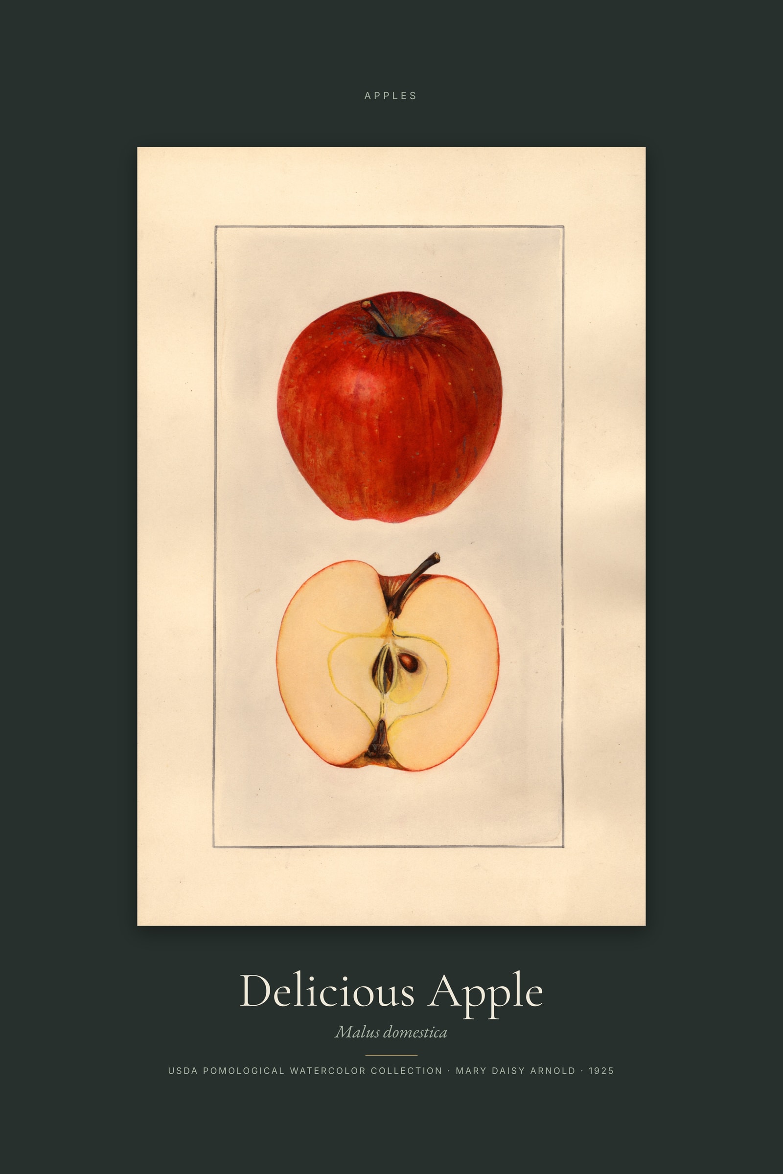 Delicious Apple — Specimen