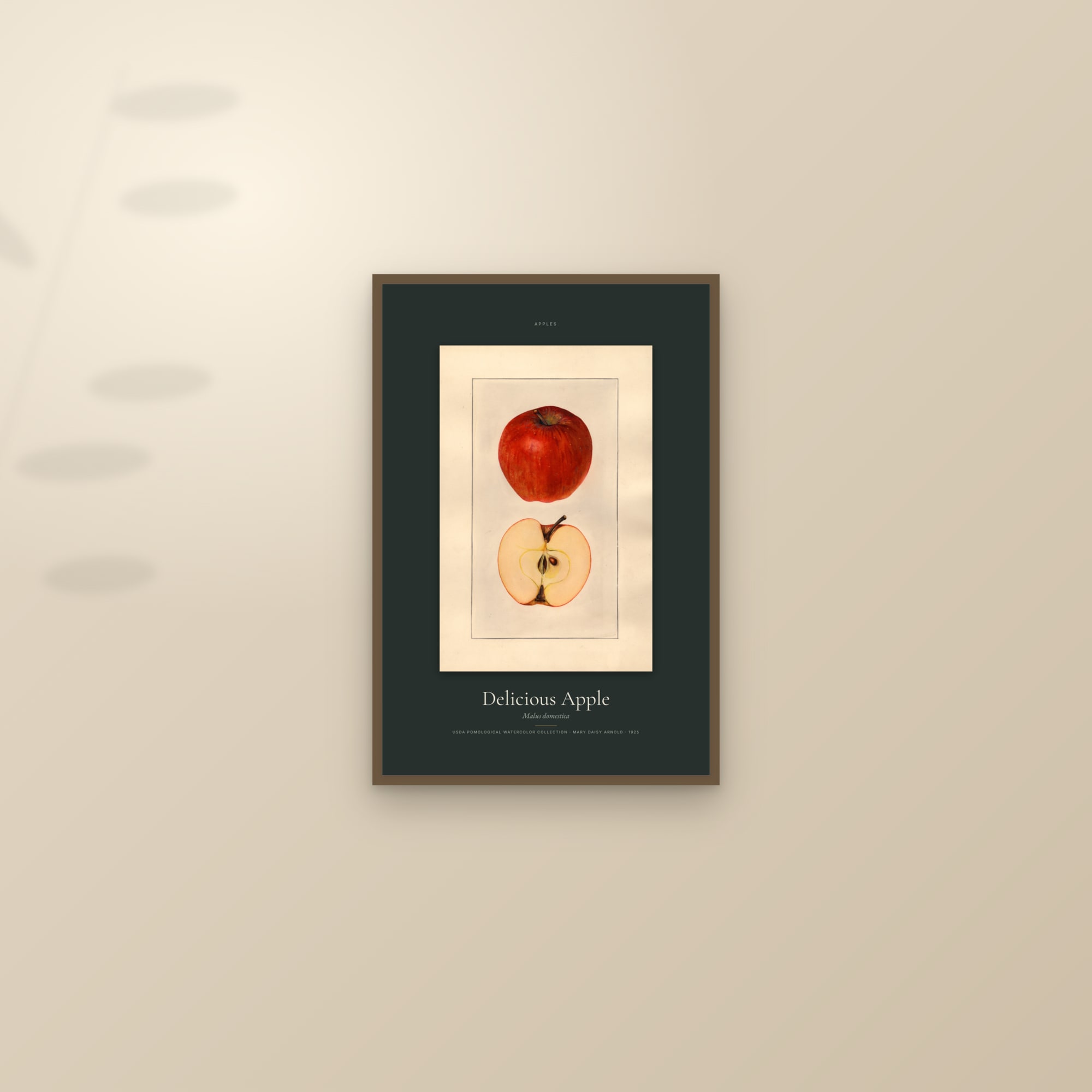 Delicious Apple — Specimen — framed and styled on a sunlit wall