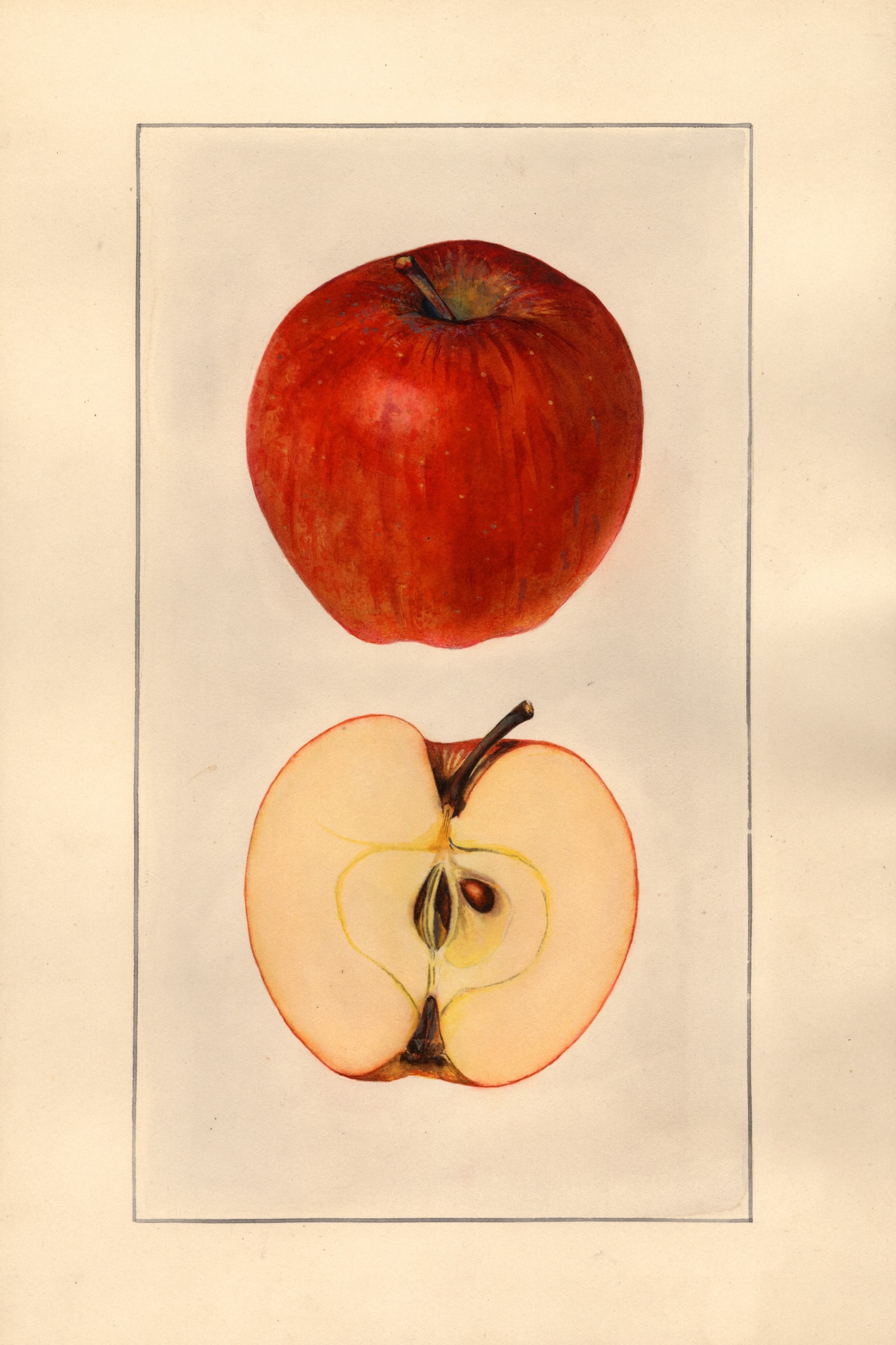 Delicious Apple