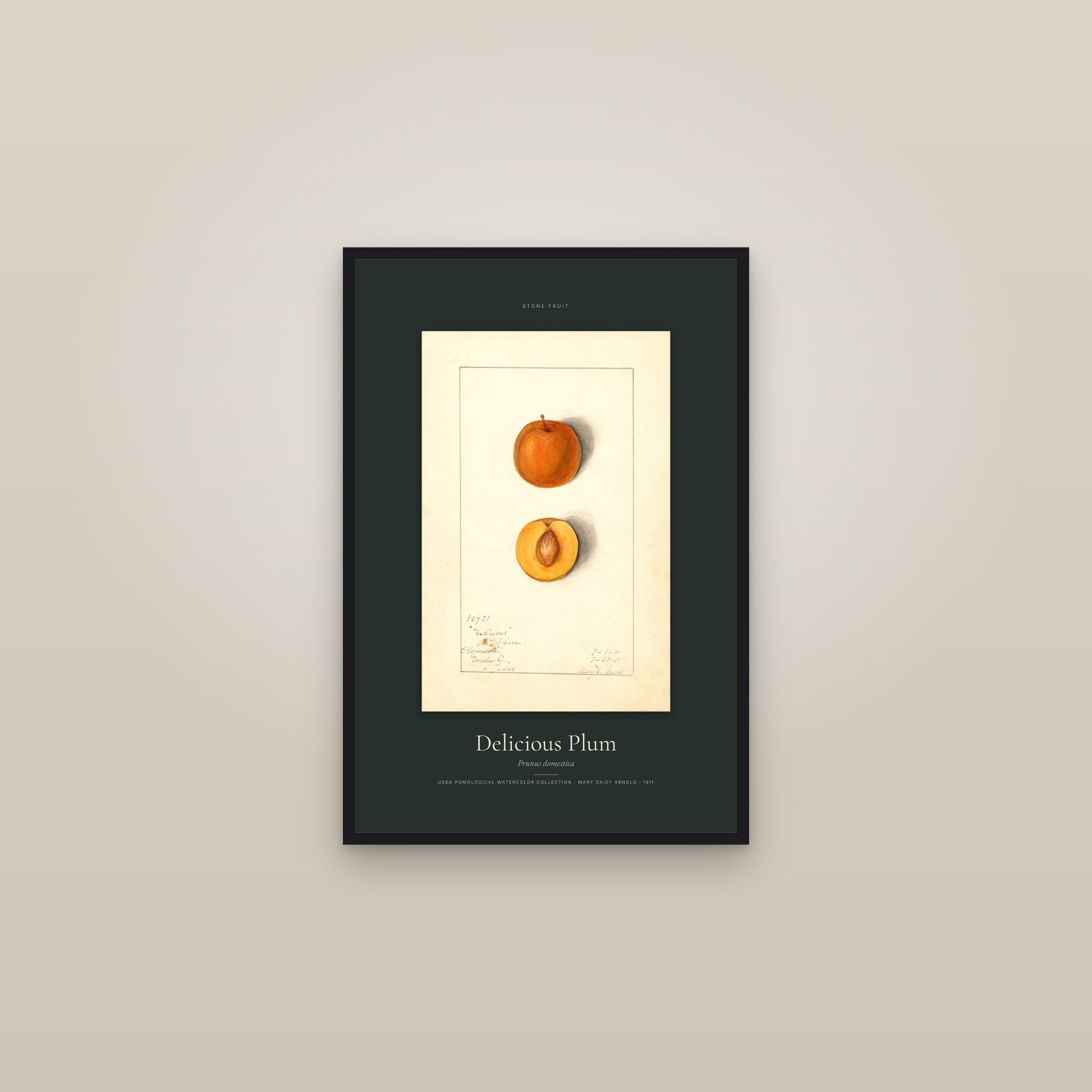 Delicious Plum — Specimen — framed in a gallery setting