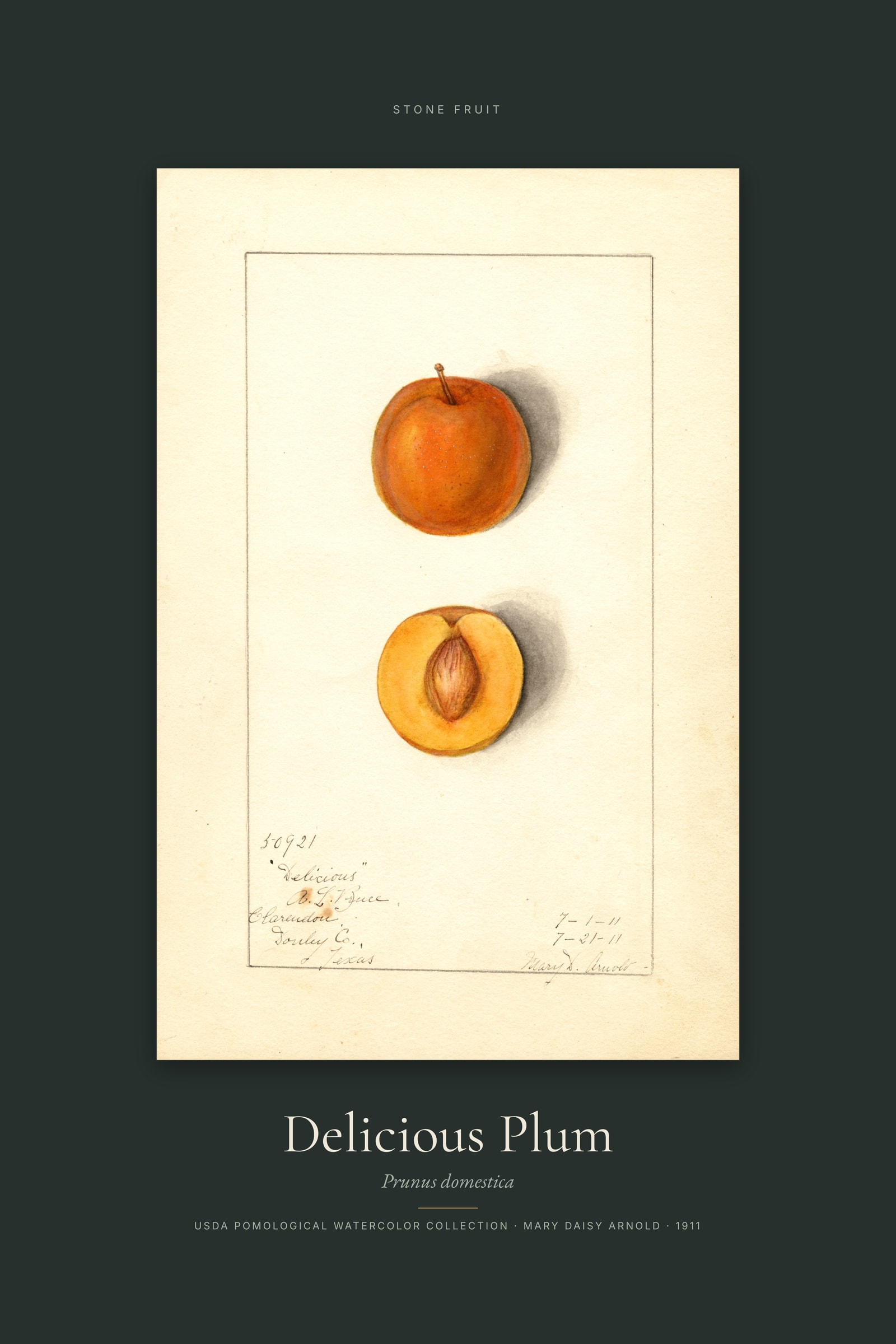 Delicious Plum — Specimen