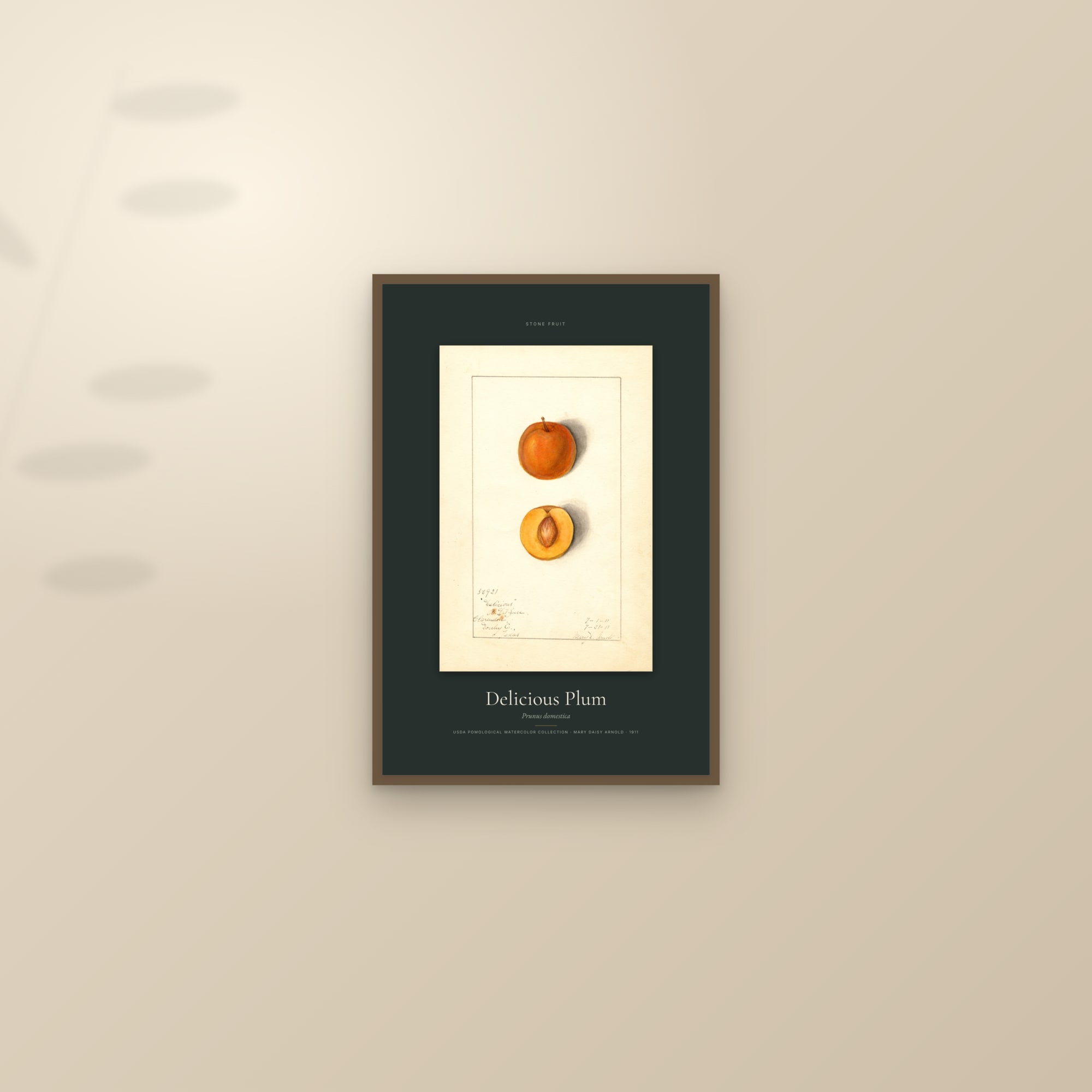 Delicious Plum — Specimen — framed and styled on a sunlit wall