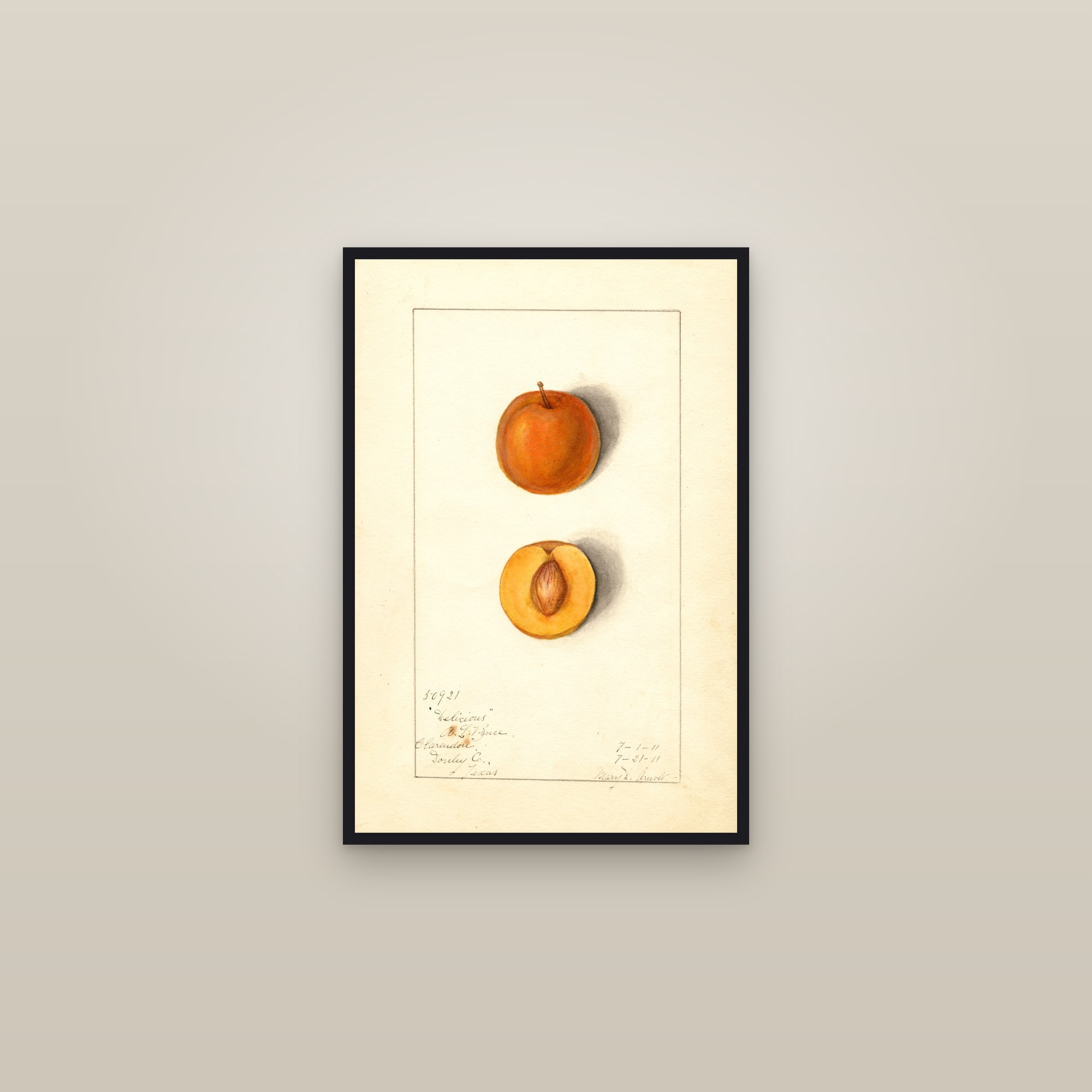 Delicious Plum — framed in a gallery setting