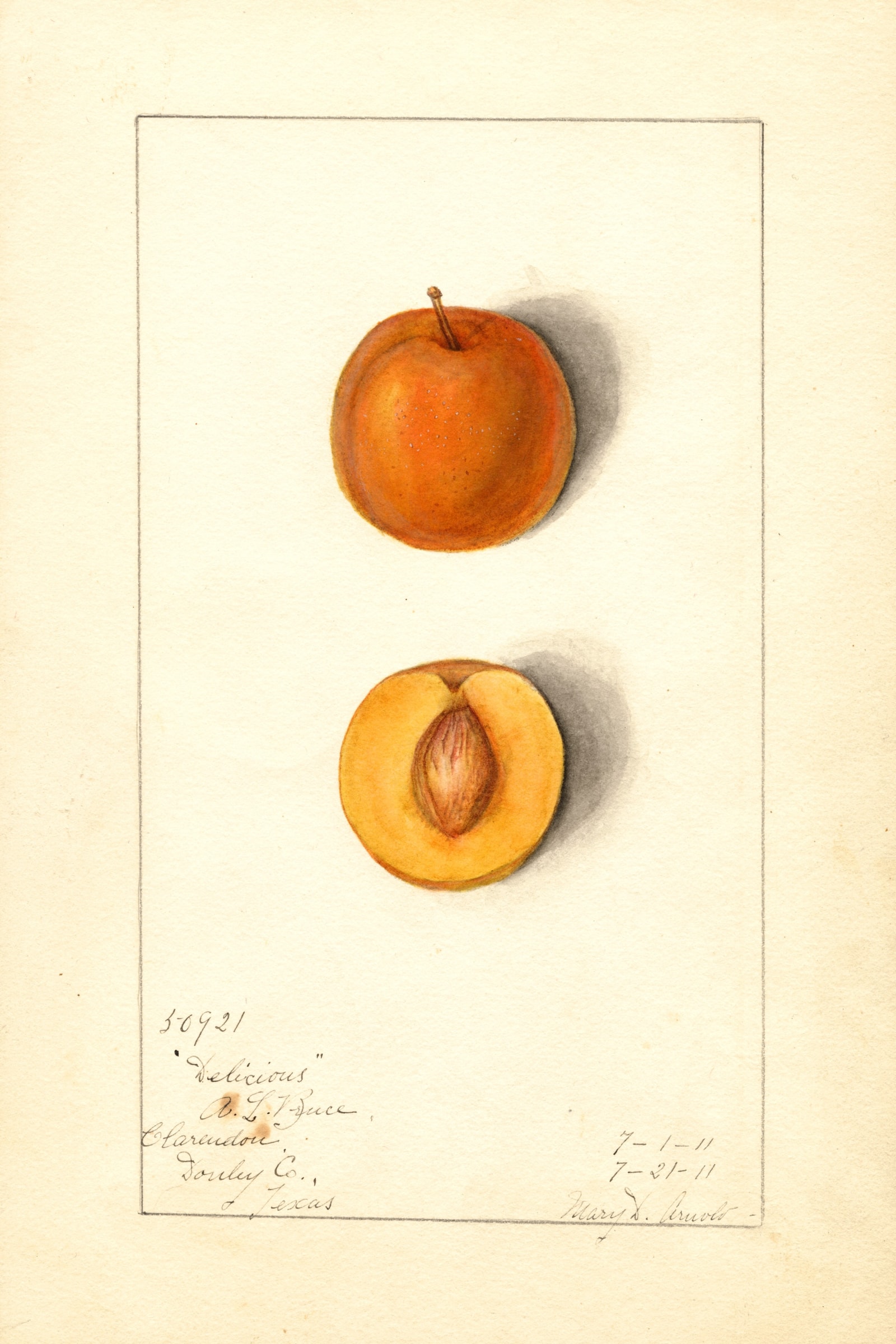 Delicious Plum