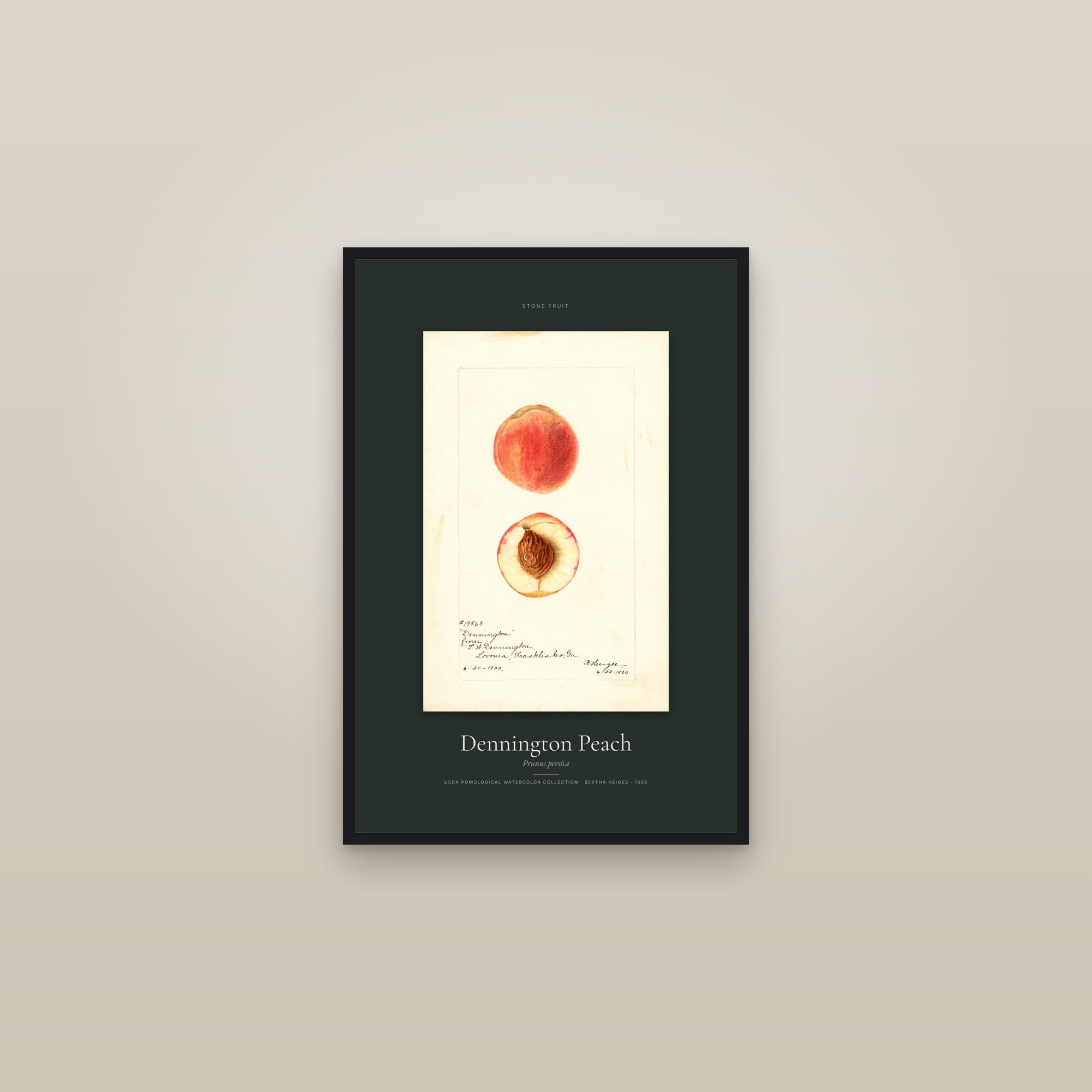 Dennington Peach — Specimen — framed in a gallery setting