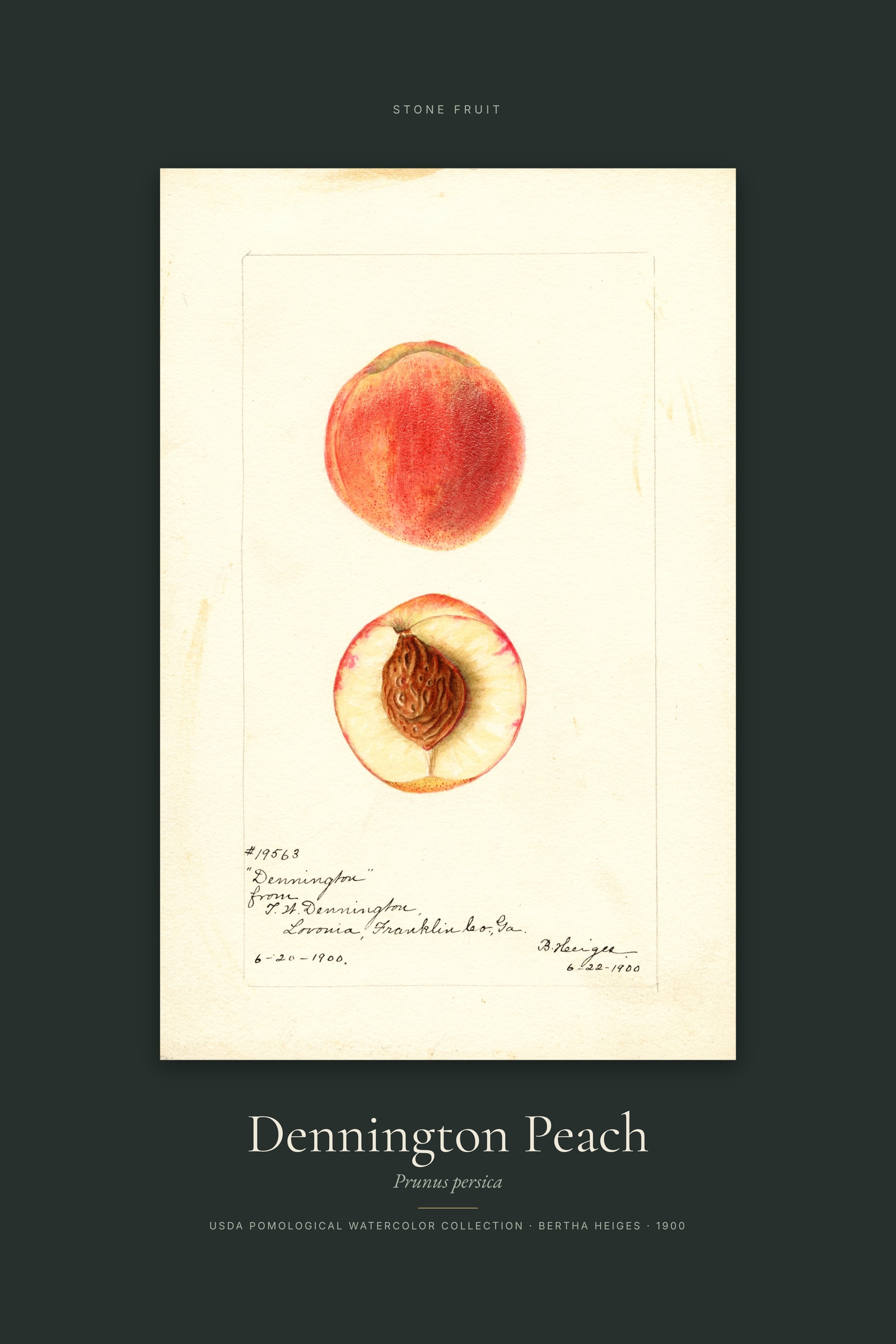 Dennington Peach — Specimen